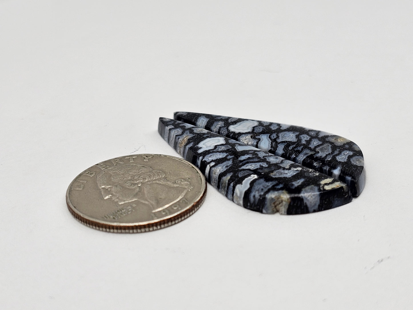 Fossilized dinosaur bone pair