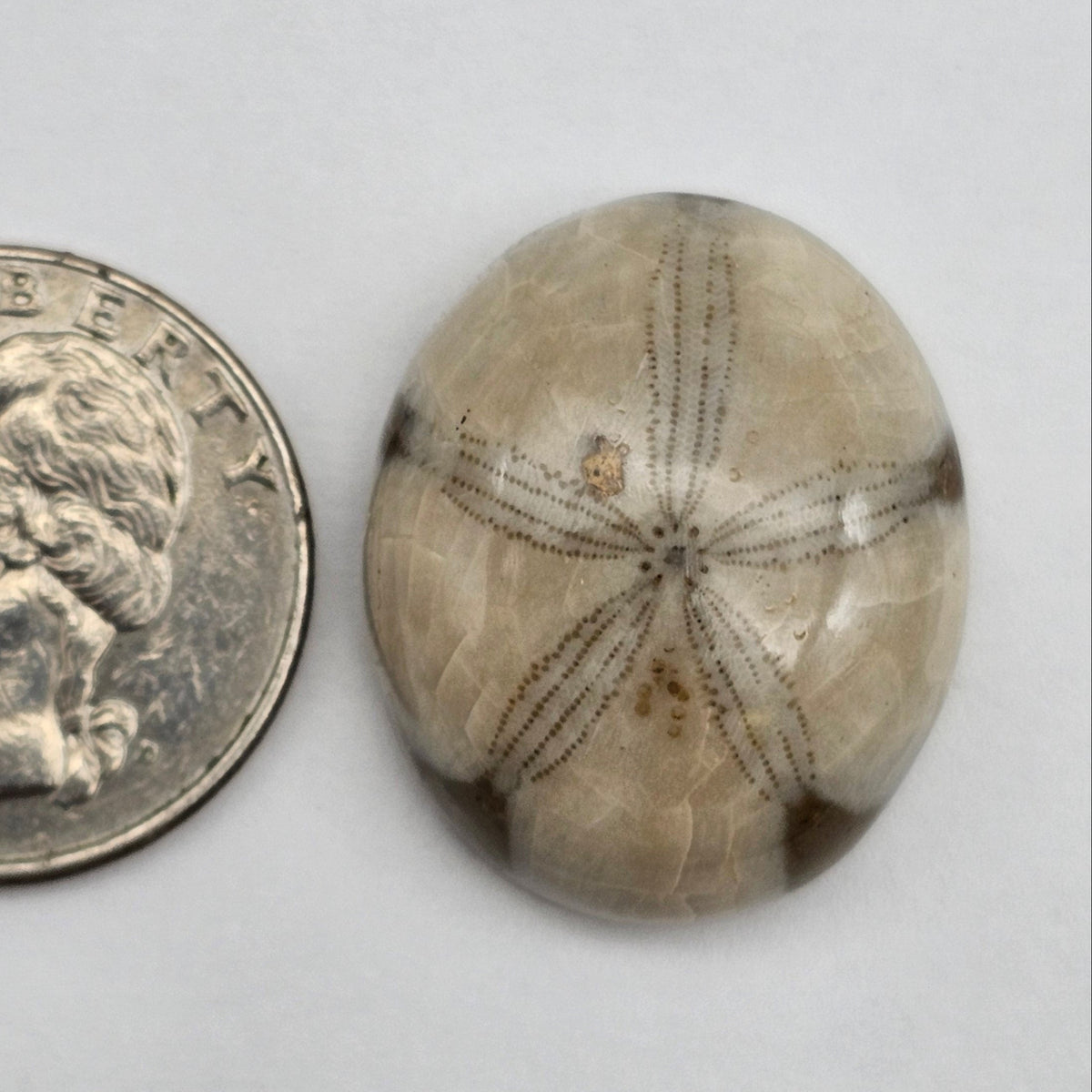 Sand Dollar fossil large