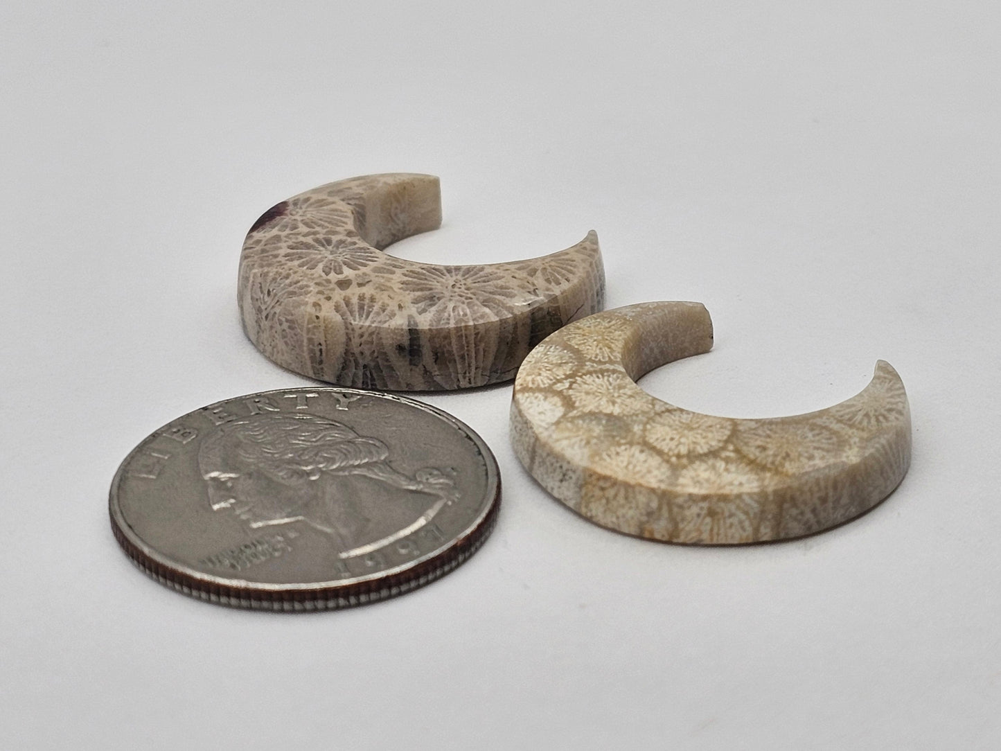 Fossilized Coral moon set