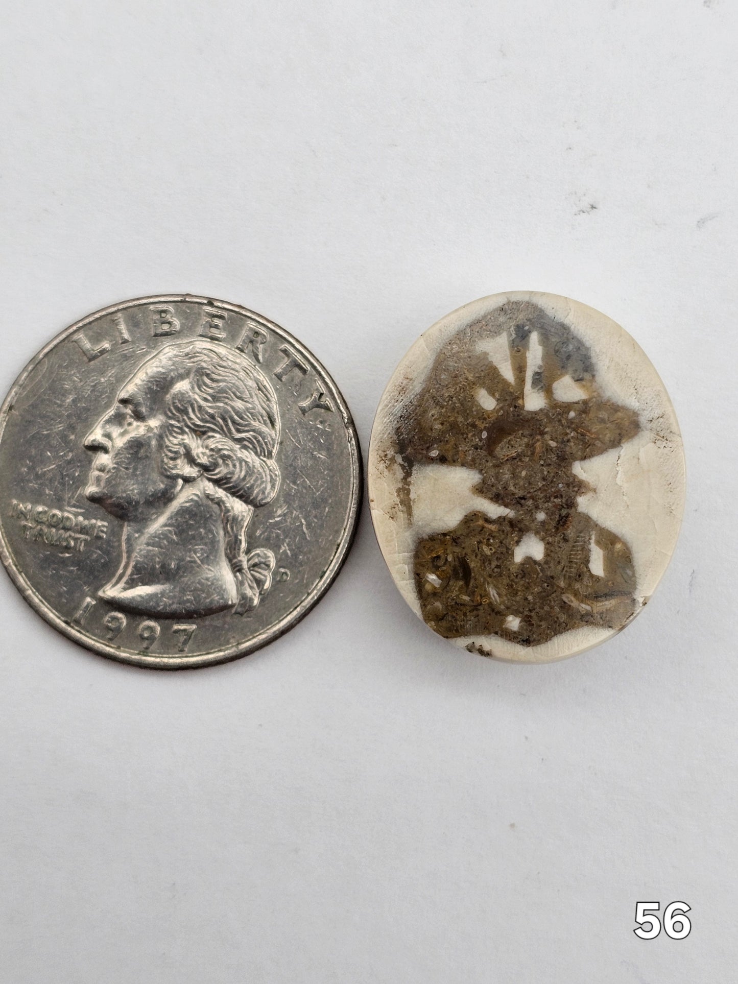 Sand dollar fossil medium