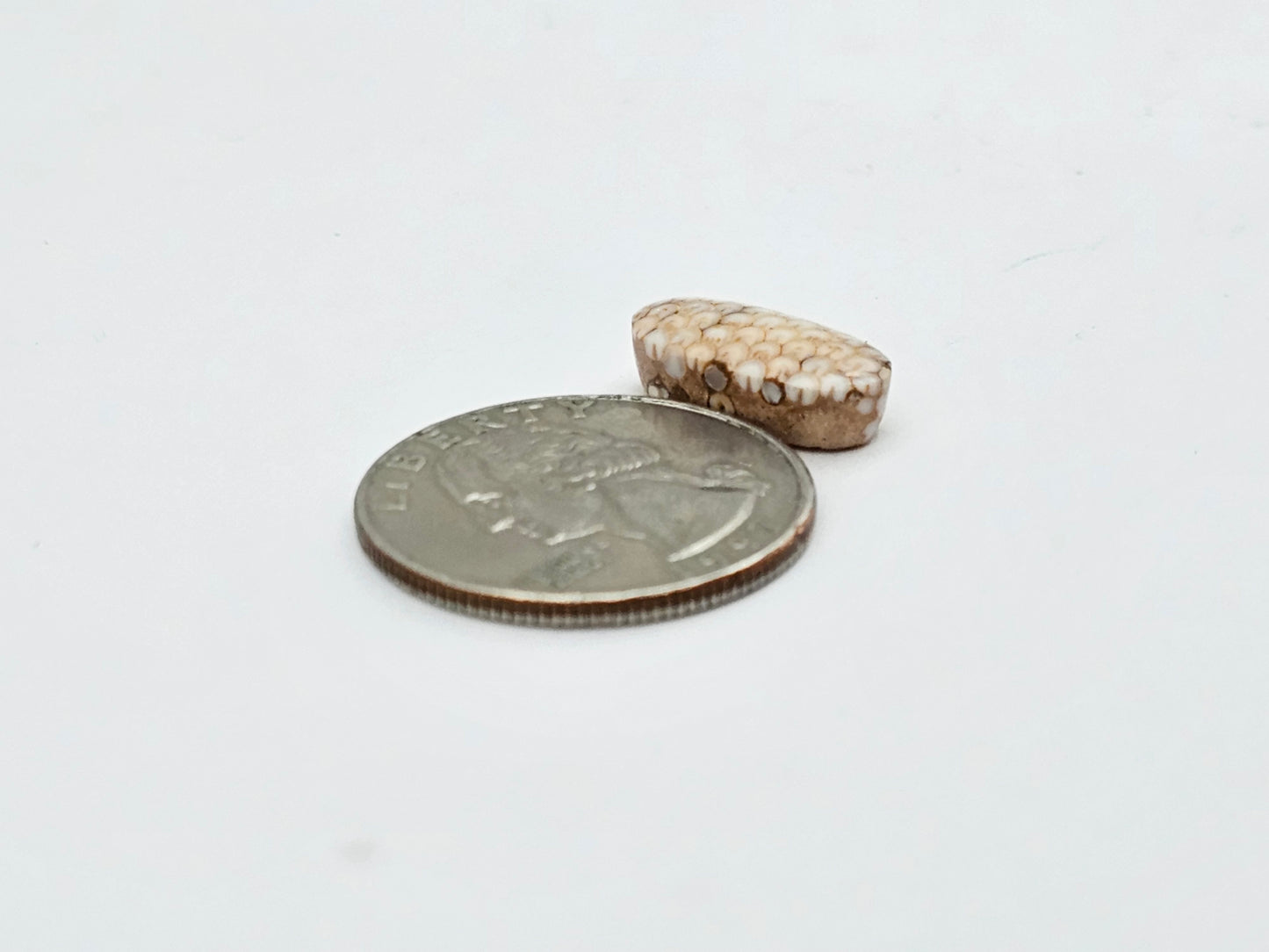 Snake agate cabochon large