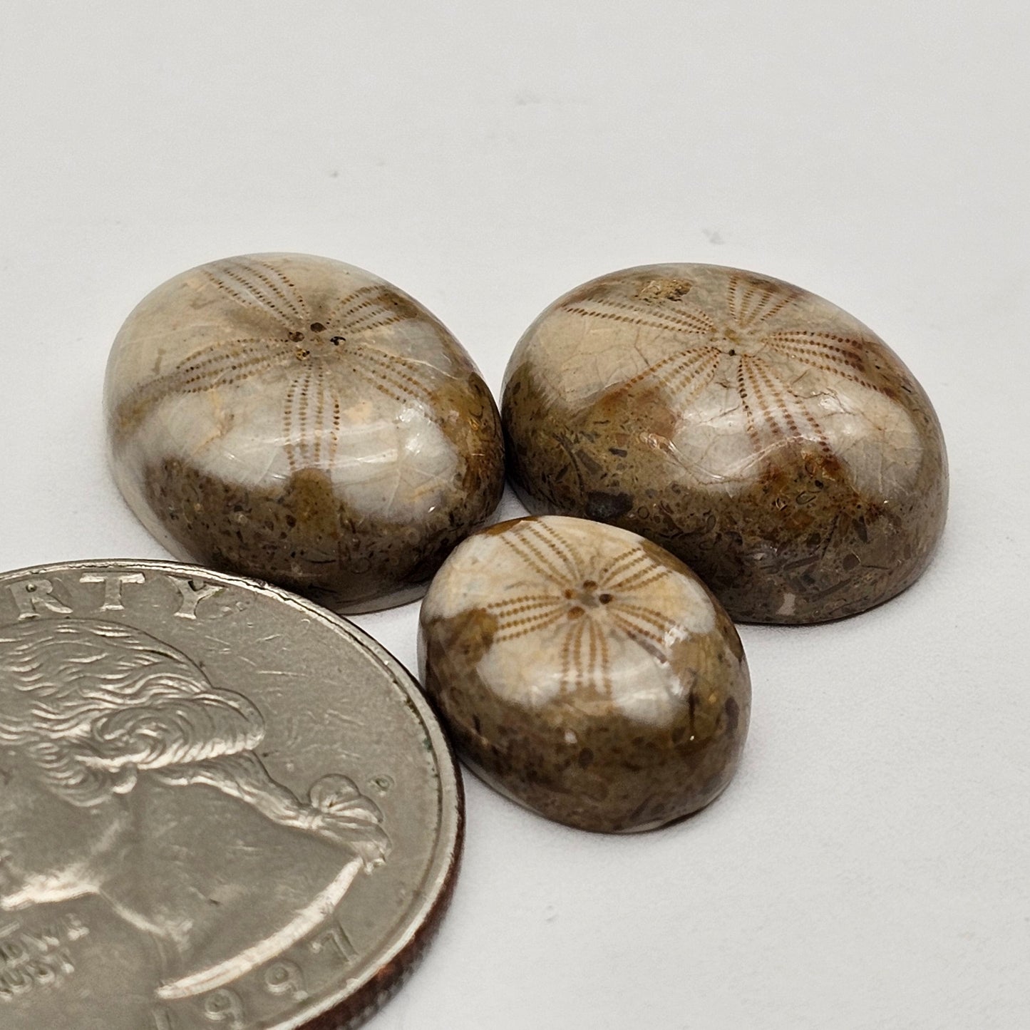 Sea Urchin (Sand Dollar) Fossil Cabochon lot of 3 – Rare Mexican Echinoid, Hand Polished