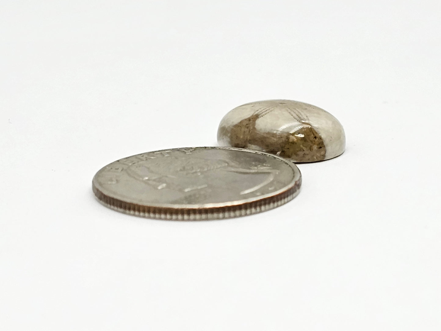 Sand Dollar Fossil