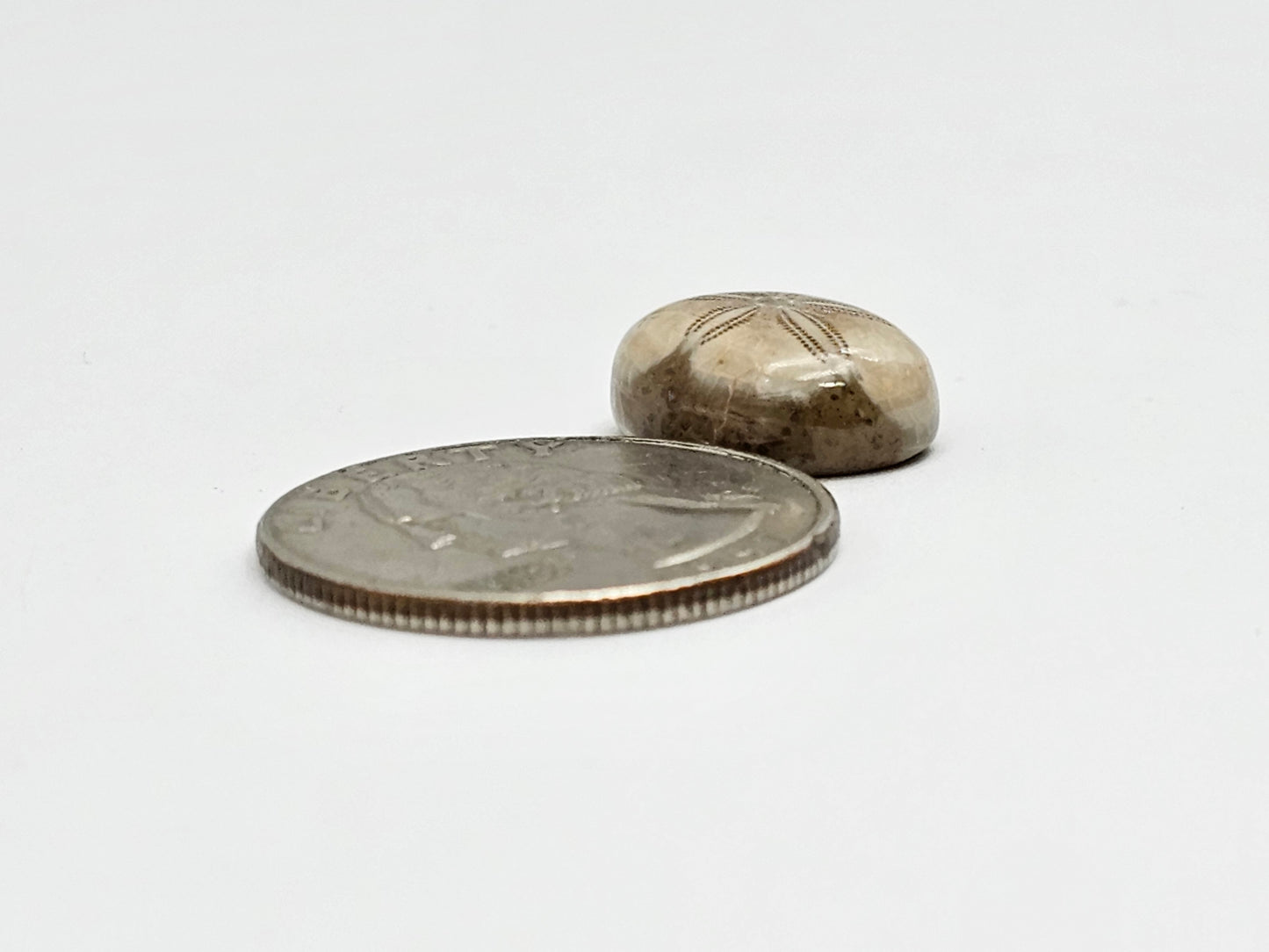 Sand Dollar Fossil