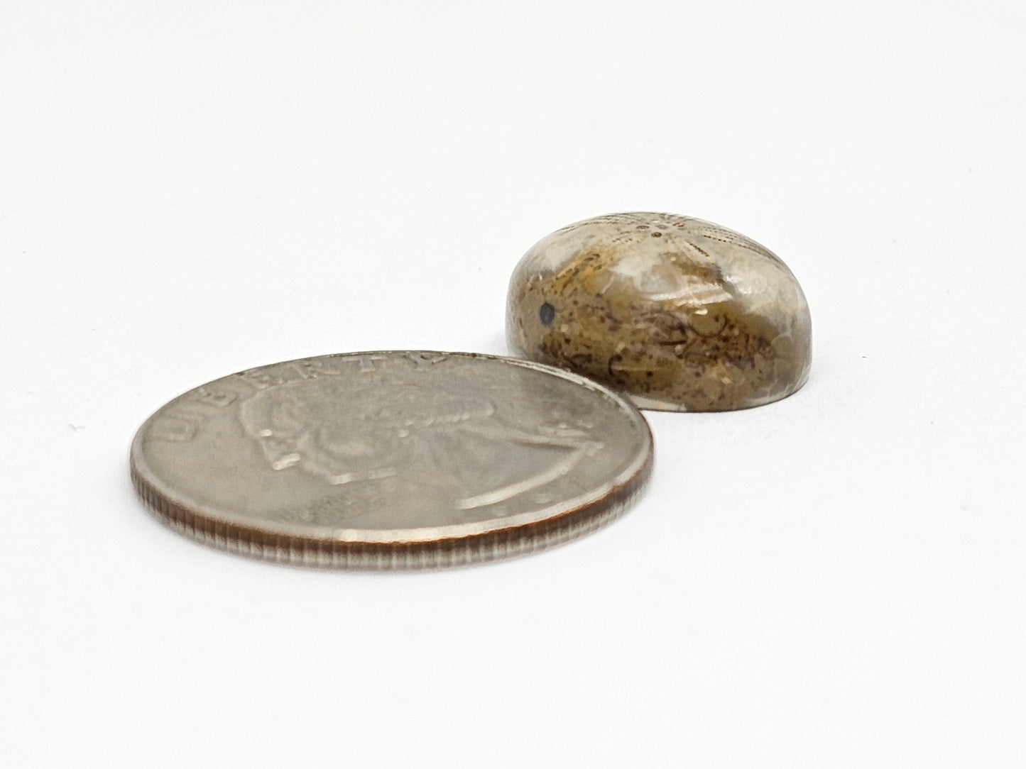 Sand Dollar Fossil