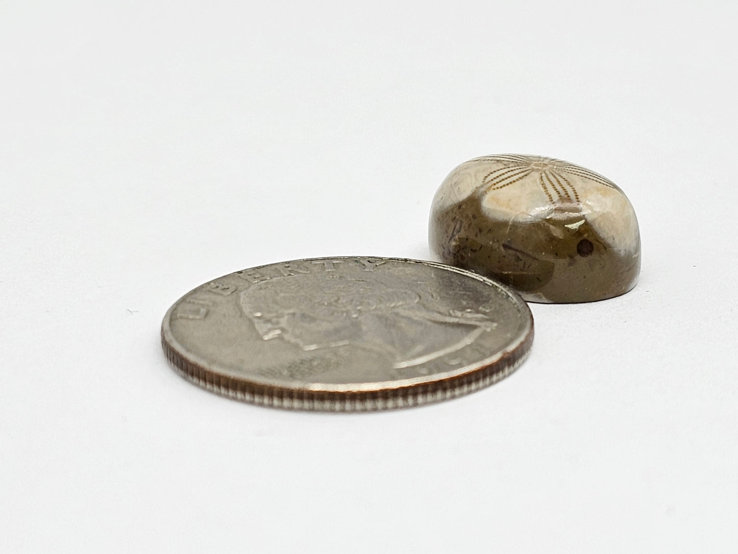 Sand Dollar Fossil