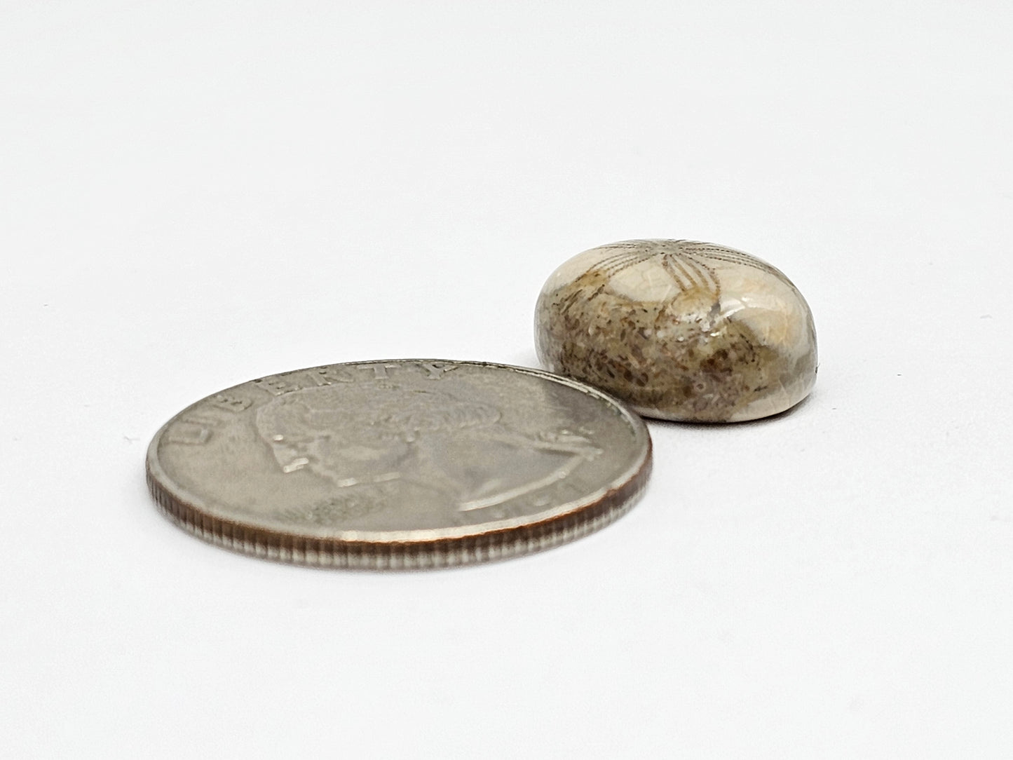 Sand Dollar Fossil