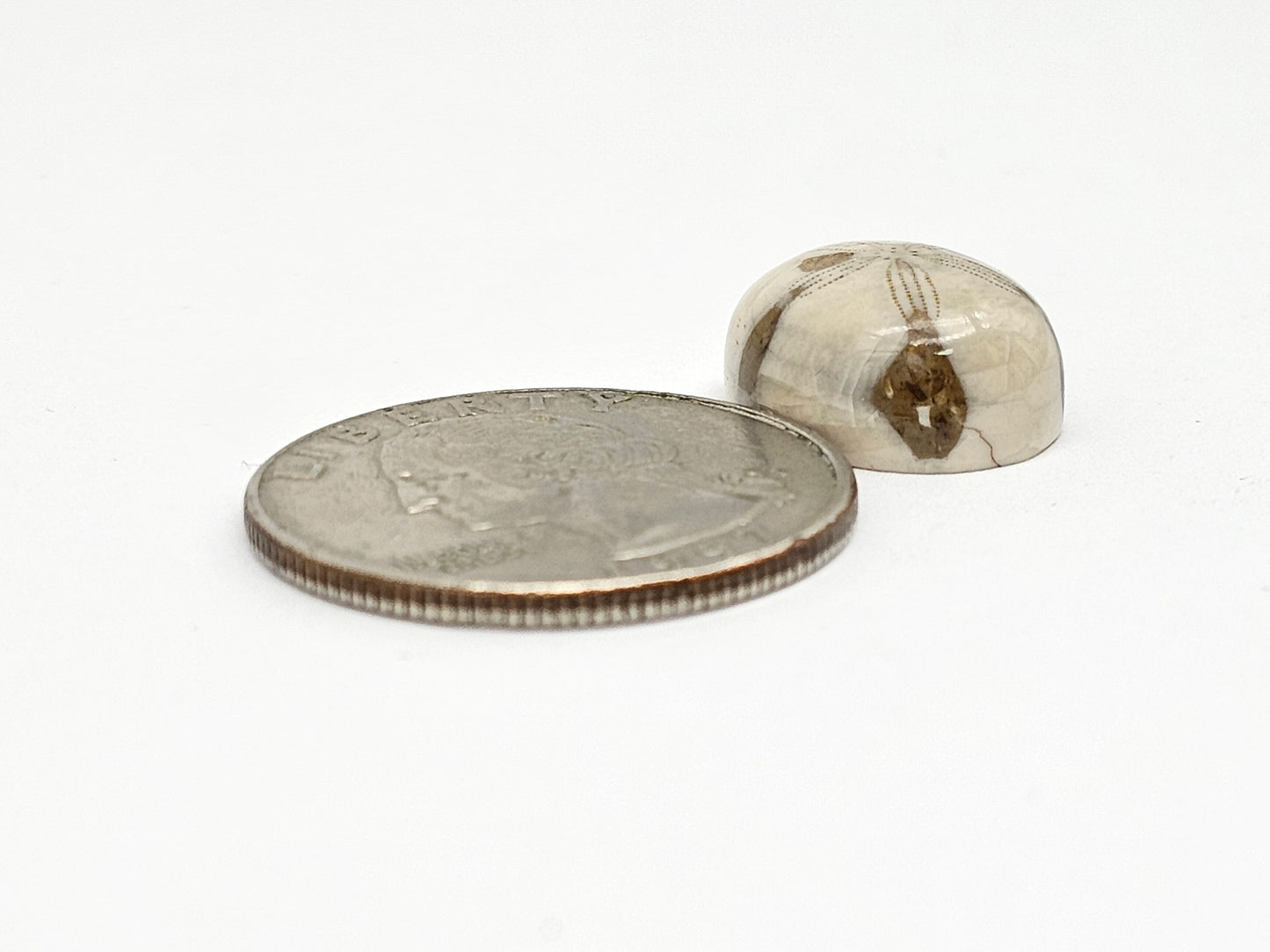 Sand Dollar Fossil