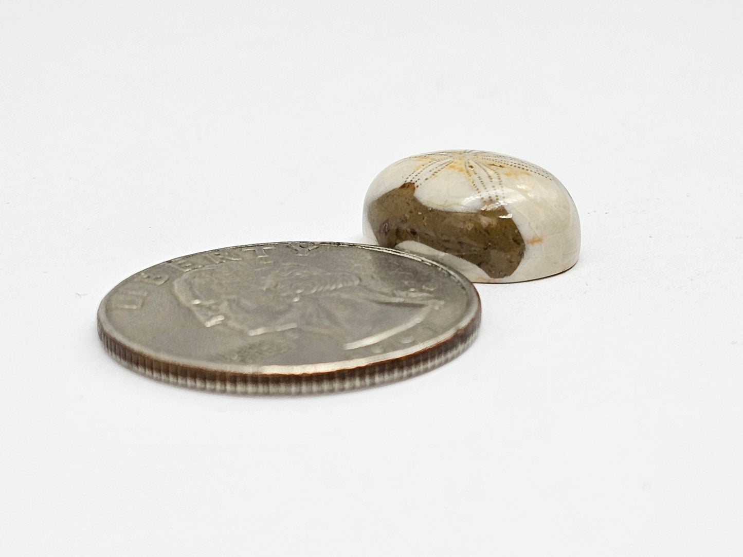 Sand Dollar Fossil
