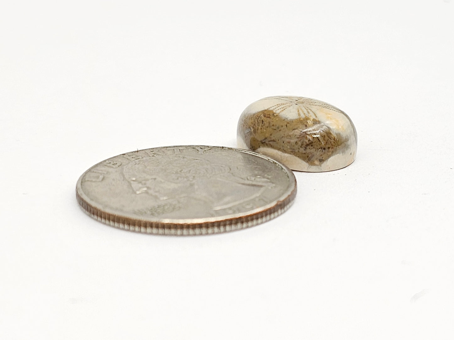 Sand Dollar Fossil
