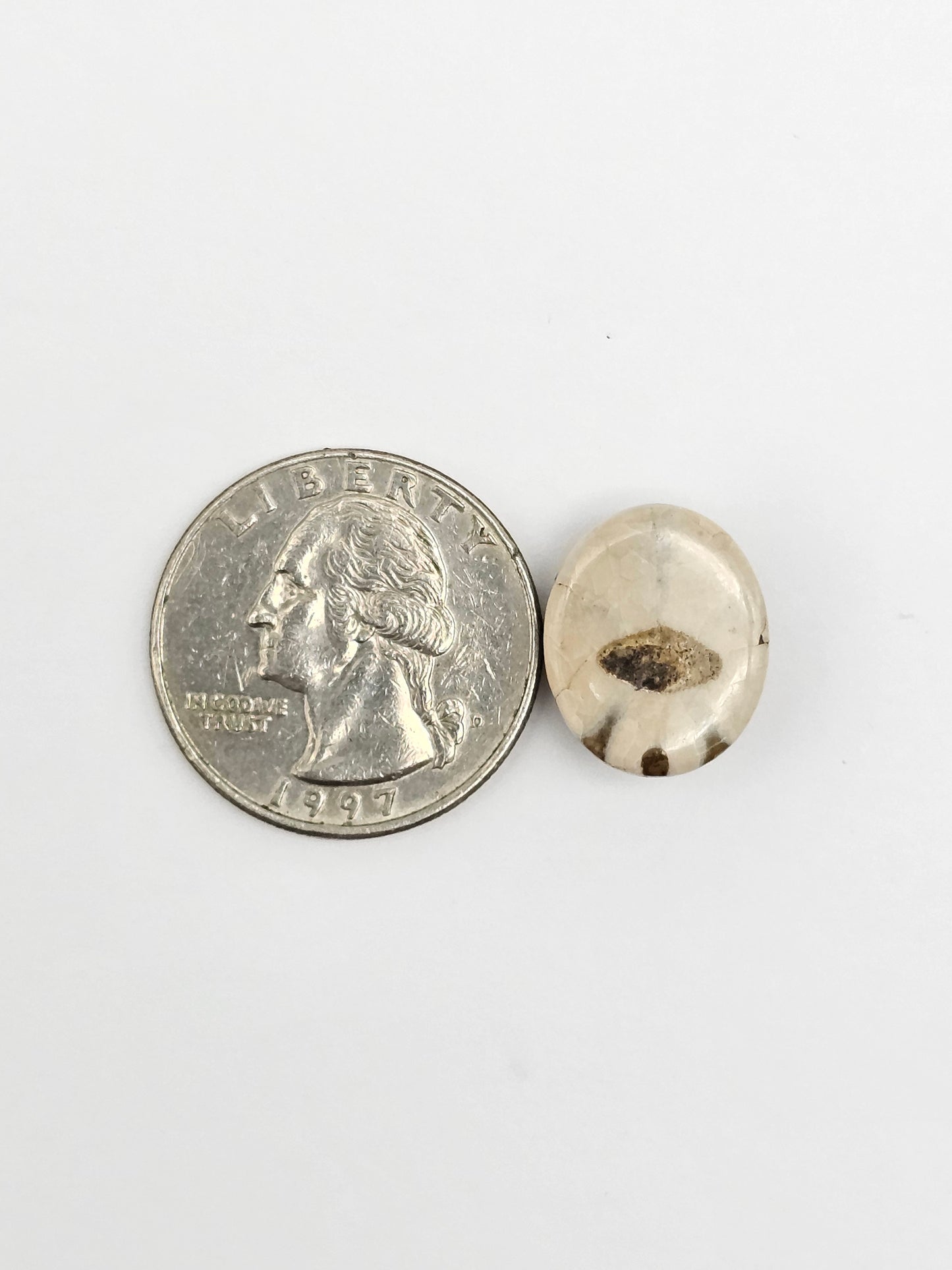 Sea Urchin (Sand Dollar) Fossil Cabochon – Mexican Echinoid