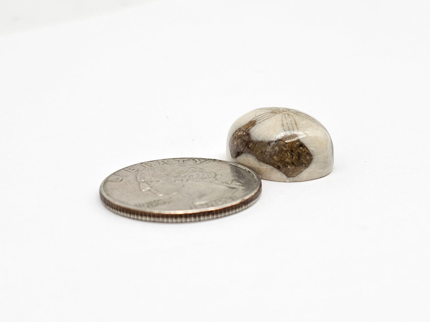 Sea Urchin (Sand Dollar) Fossil Cabochon – Mexican Echinoid