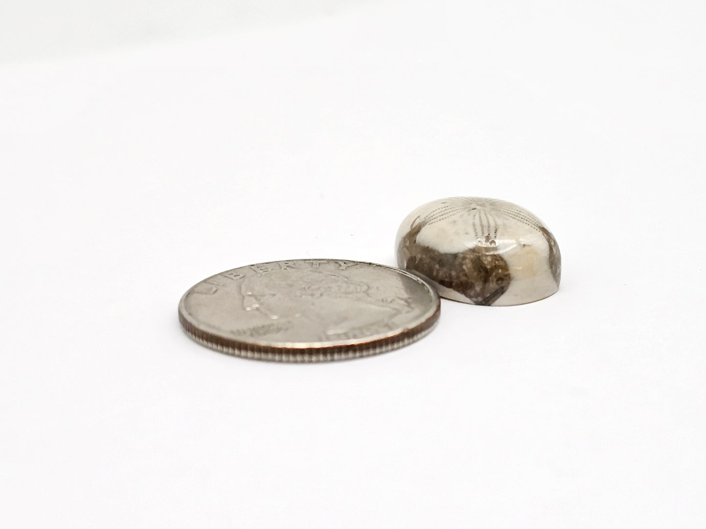 Sea Urchin (Sand Dollar) Fossil Cabochon – Mexican Echinoid