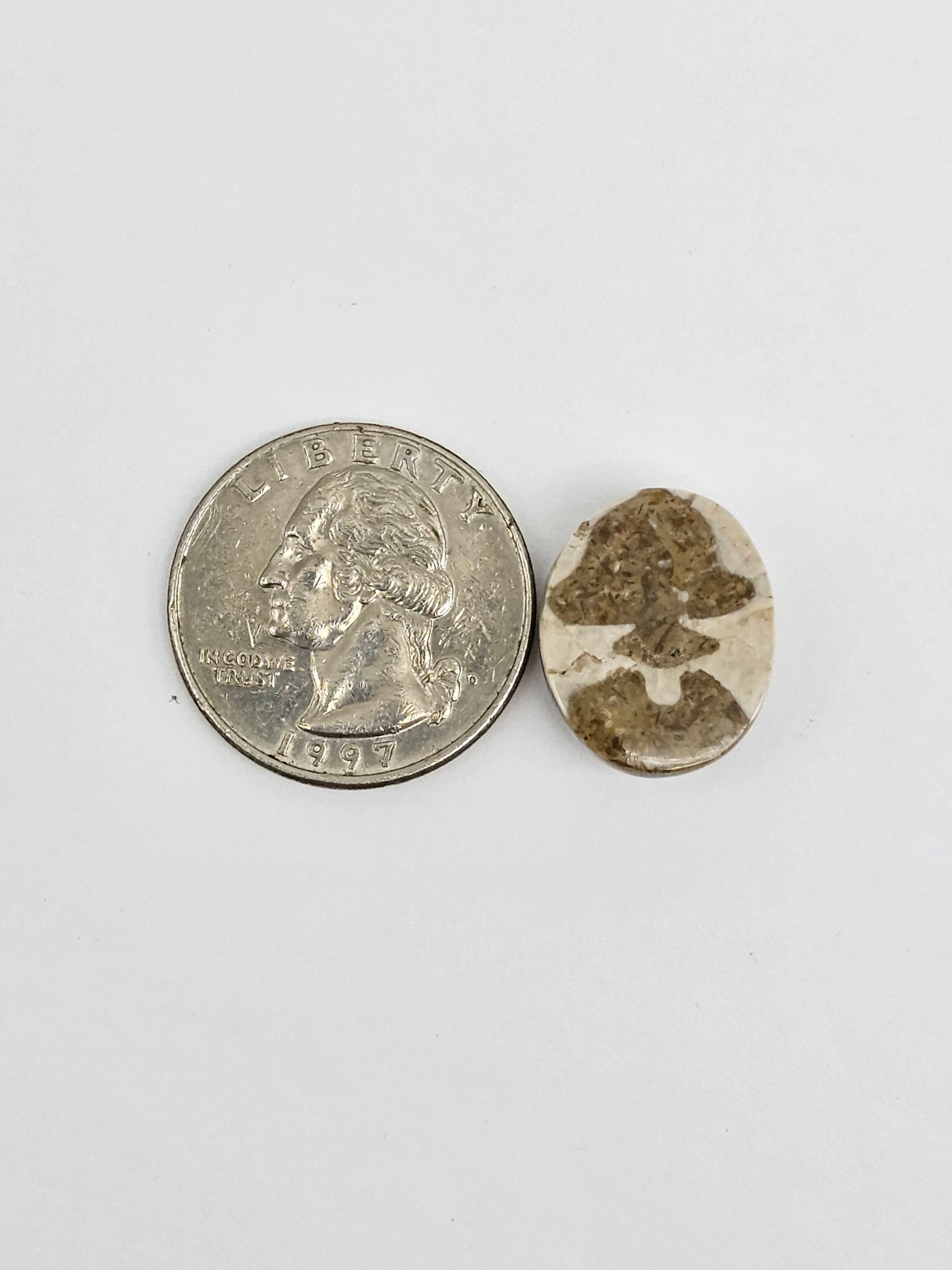 Sea Urchin (Sand Dollar) Fossil Cabochon ā Mexican Echinoid