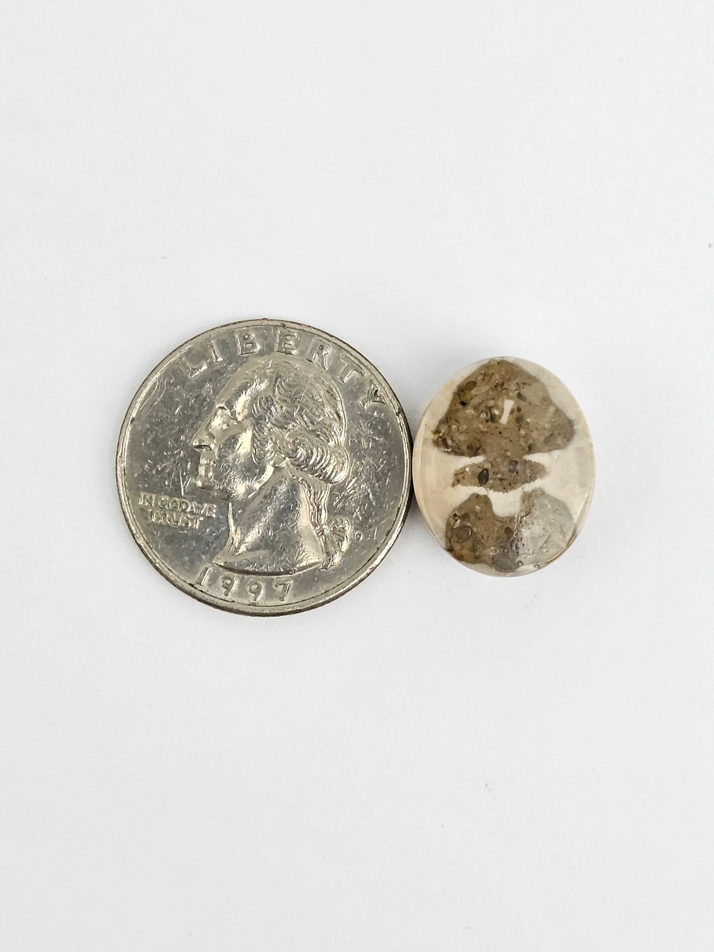 Sea Urchin (Sand Dollar) Fossil Cabochon ā Mexican Echinoid