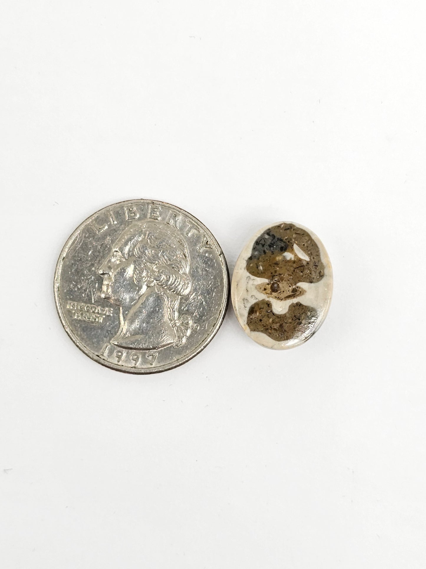 Sea Urchin (Sand Dollar) Fossil Cabochon – Mexican Echinoid