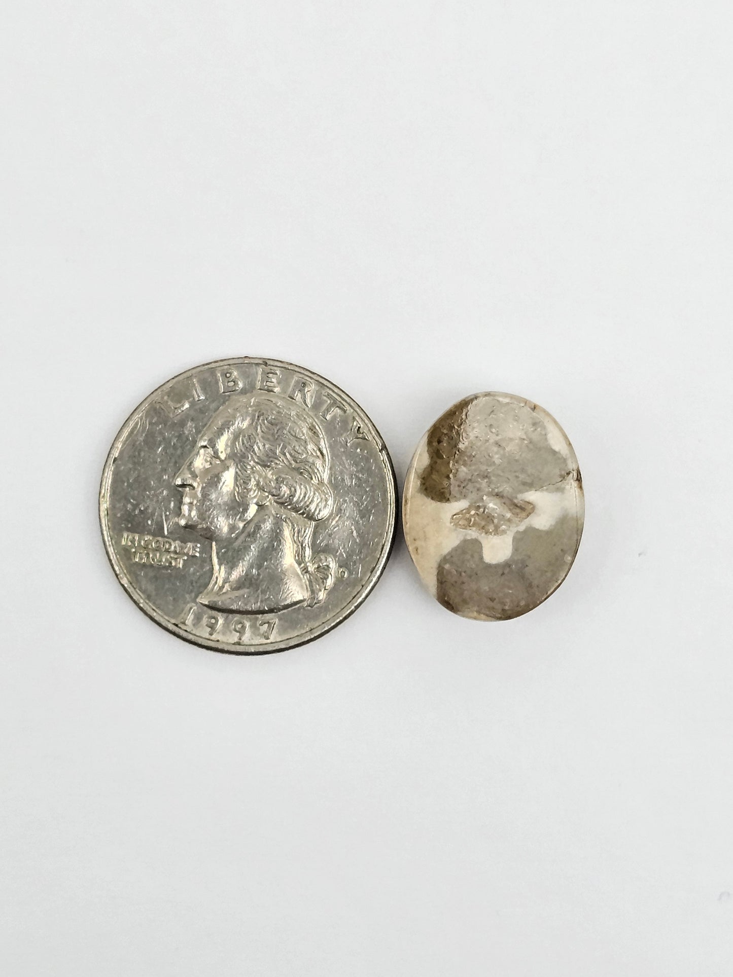 Sea Urchin (Sand Dollar) Fossil Cabochon – Mexican Echinoid