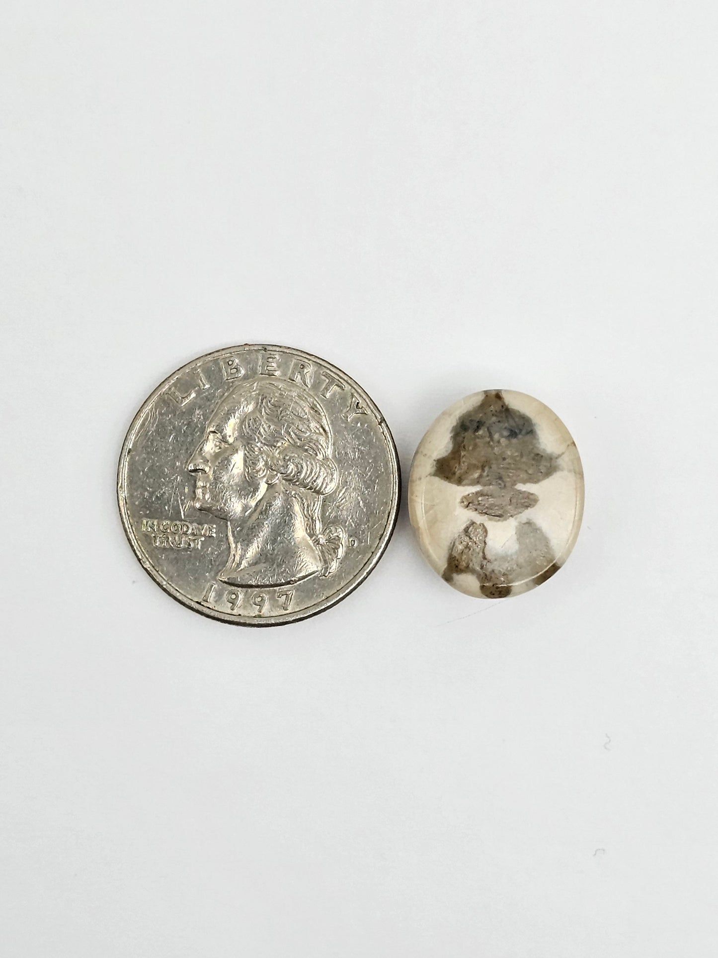 Sea Urchin (Sand Dollar) Fossil Cabochon – Mexican Echinoid