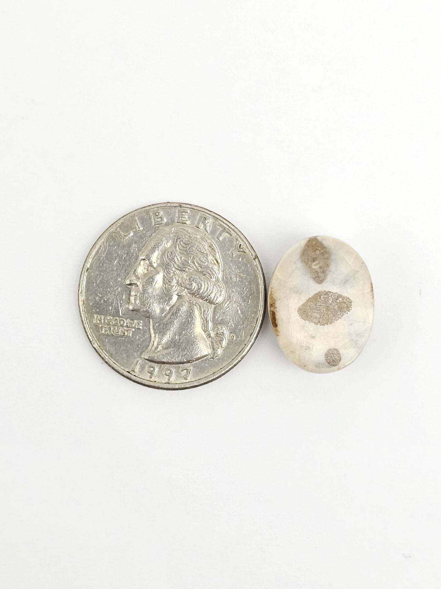 Sea Urchin (Sand Dollar) Fossil Cabochon – Mexican Echinoid
