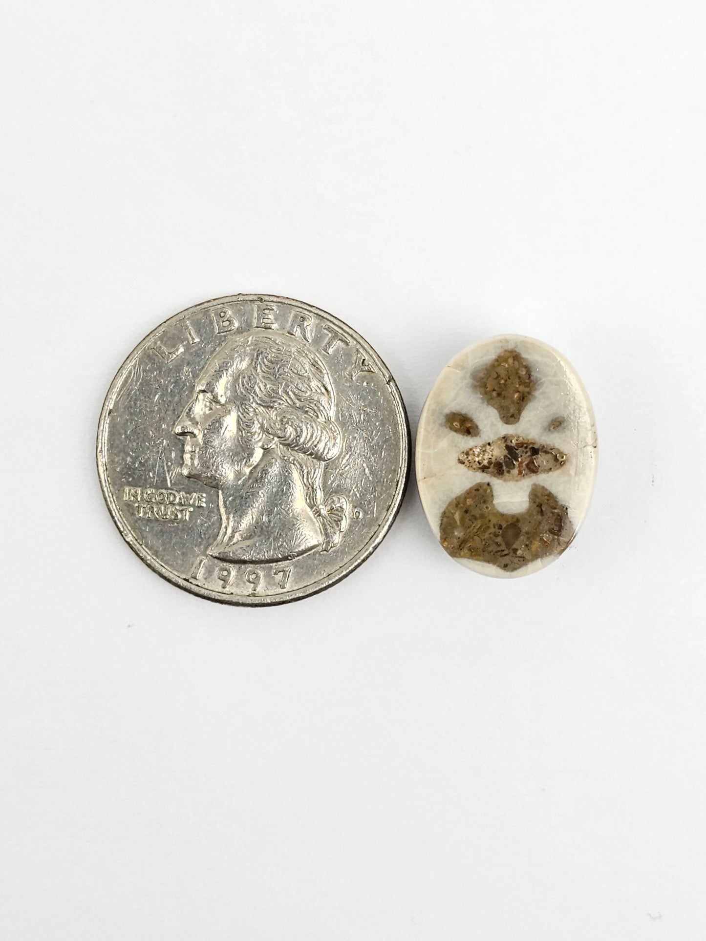 Sea Urchin (Sand Dollar) Fossil Cabochon – Mexican Echinoid