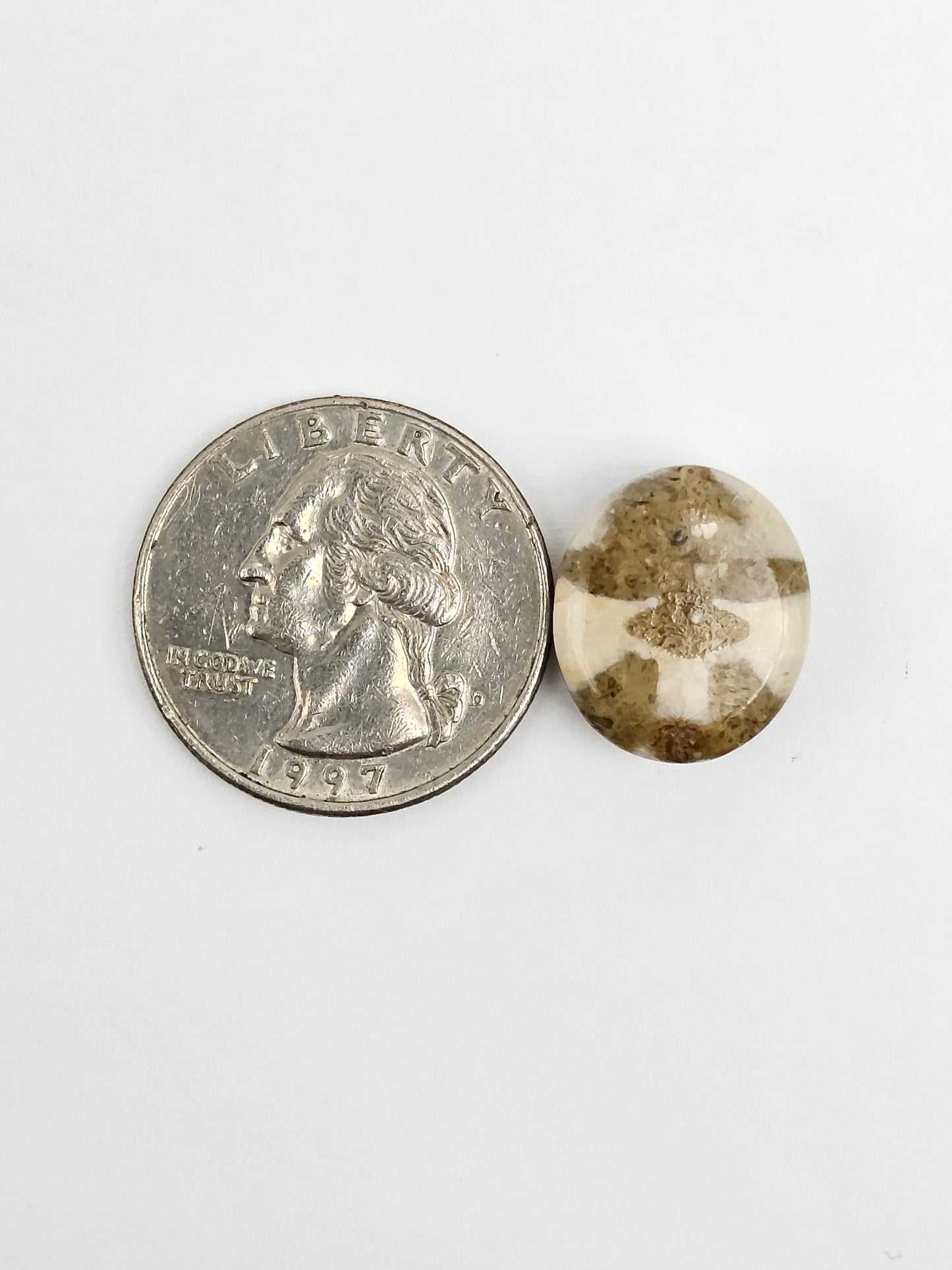 Sea Urchin (Sand Dollar) Fossil Cabochon – Mexican Echinoid