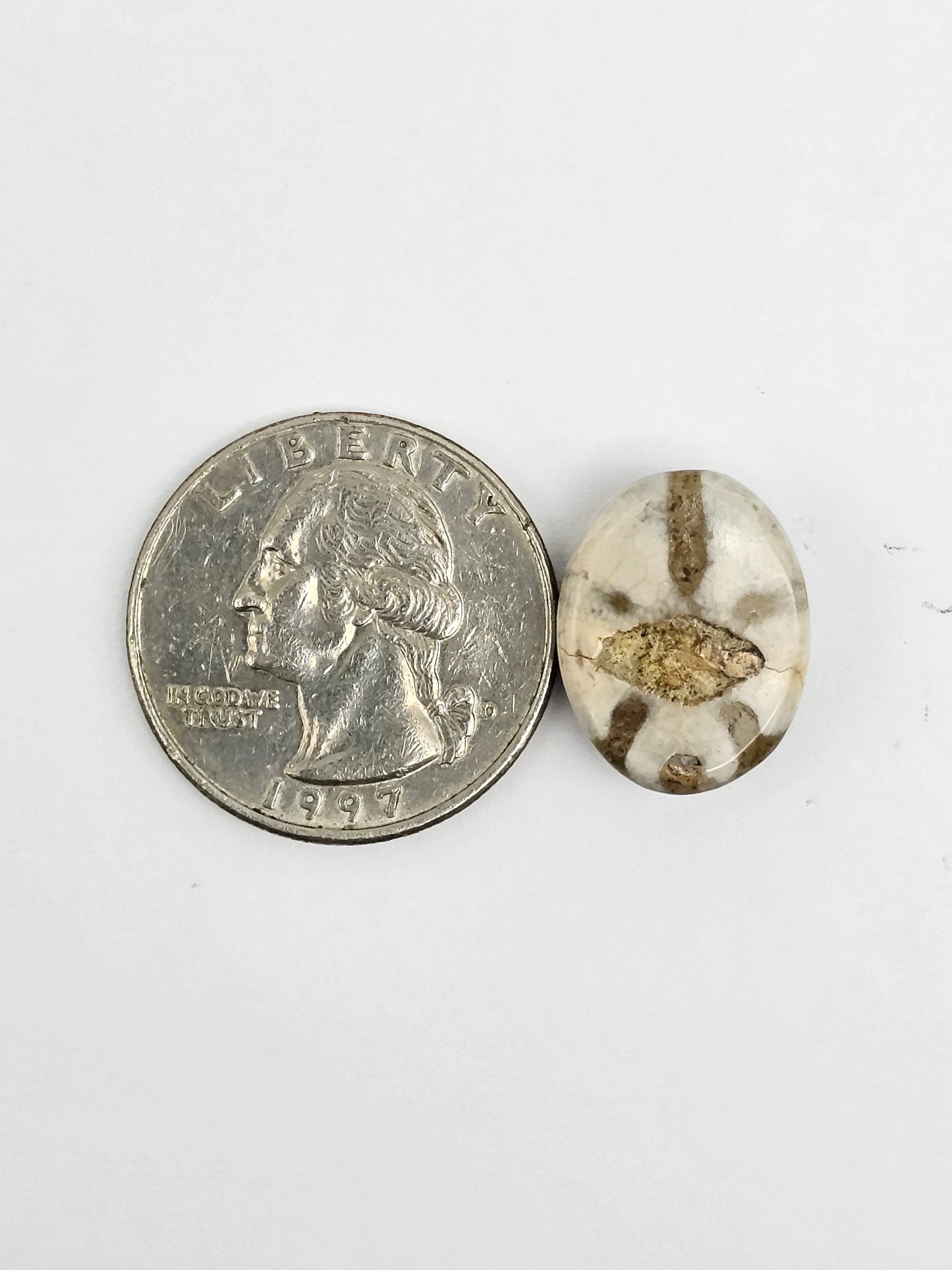 Sea Urchin (Sand Dollar) Fossil Cabochon – Mexican Echinoid