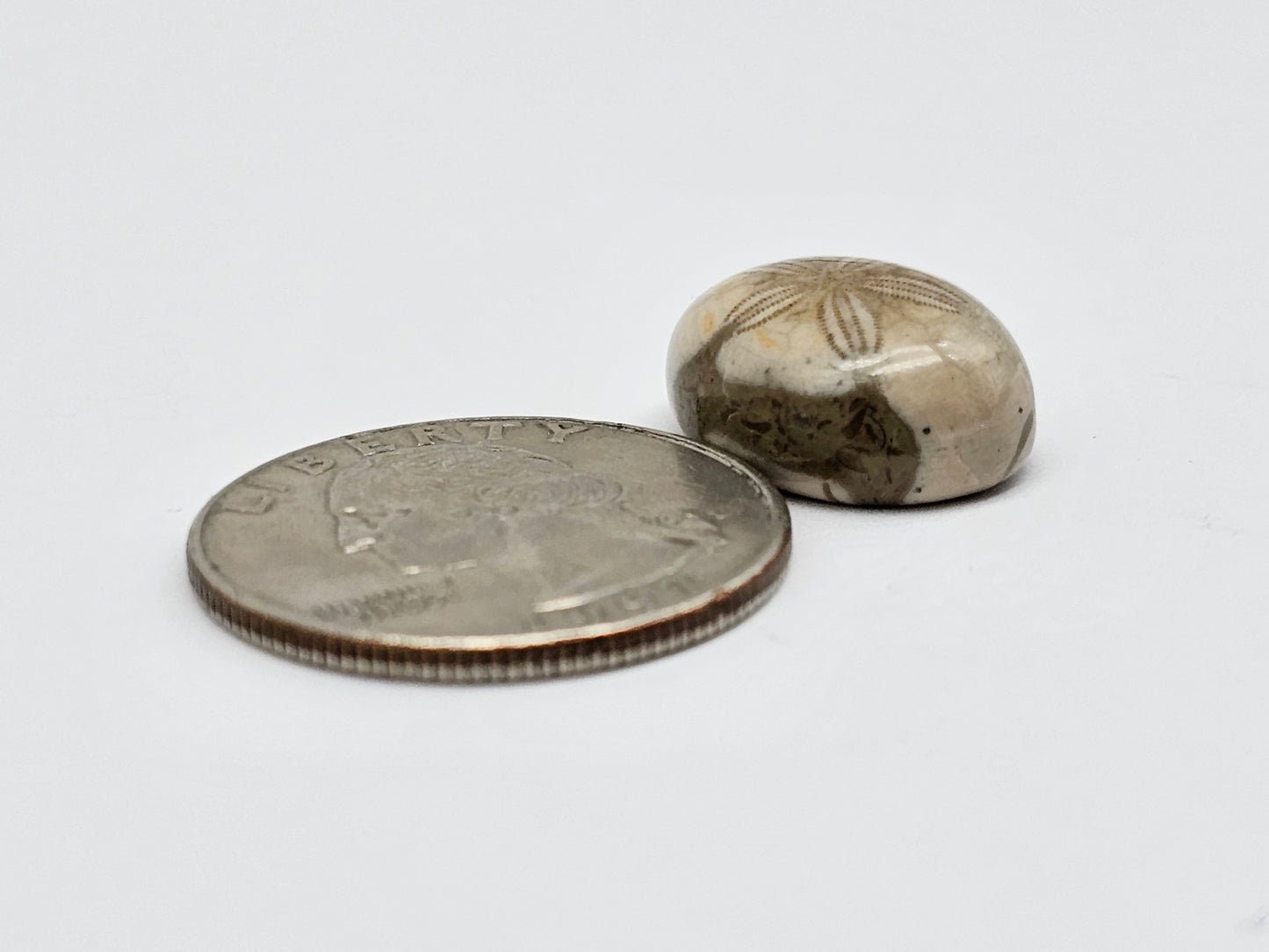 Sea Urchin (Sand Dollar) Fossil Cabochon – Mexican Echinoid