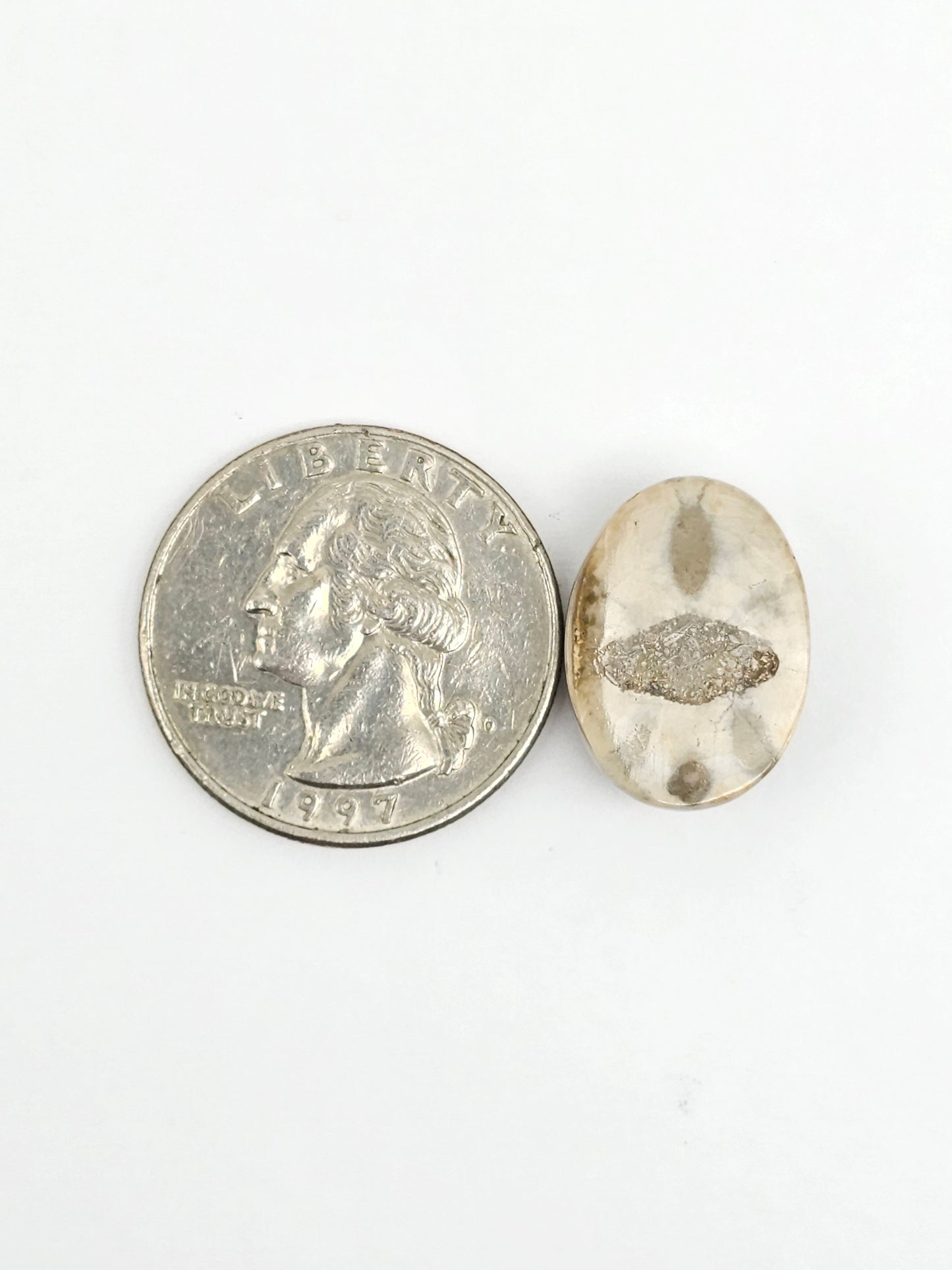 Sea Urchin (Sand Dollar) Fossil Cabochon – Mexican Echinoid