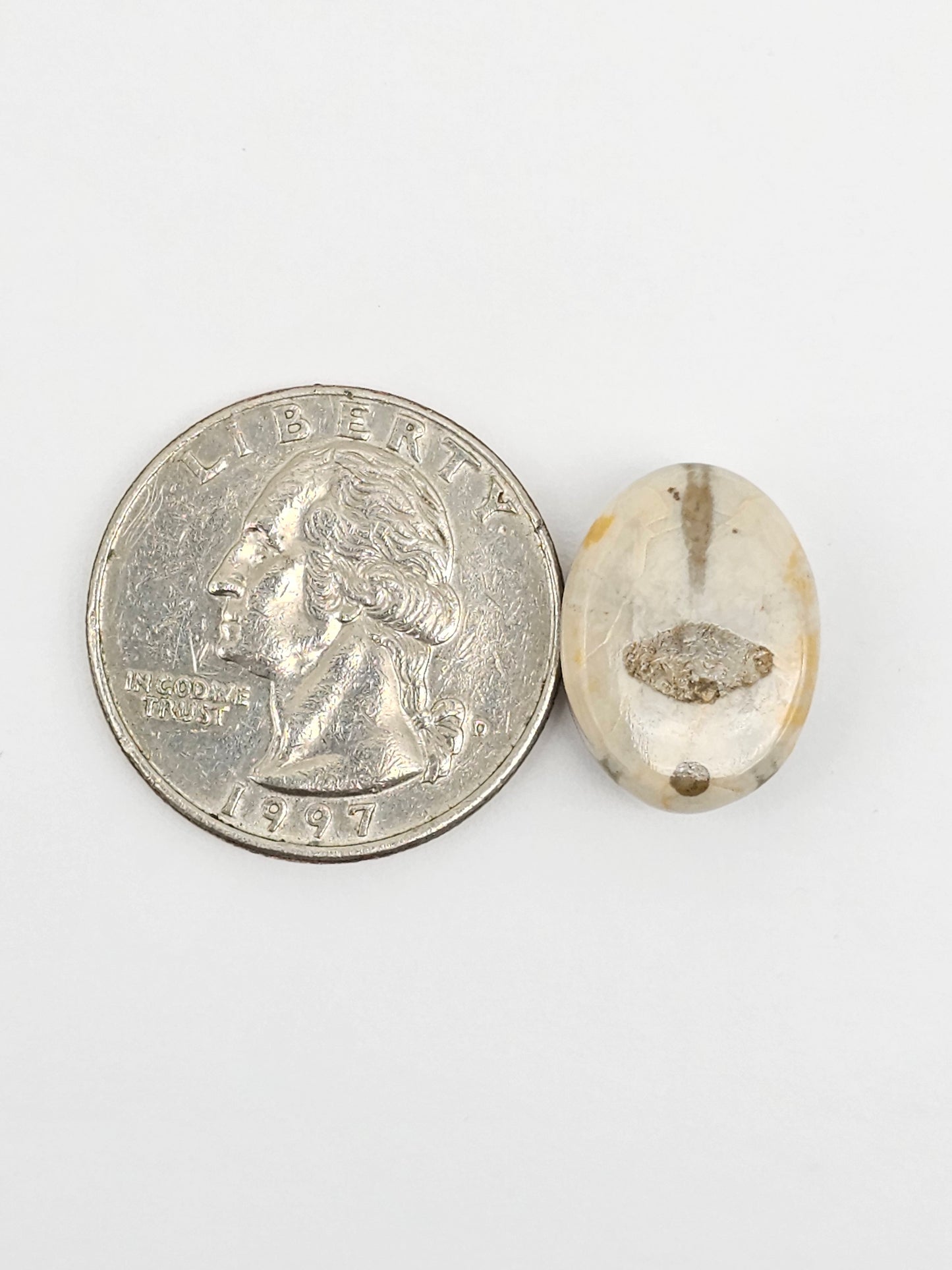 Sea Urchin (Sand Dollar) Fossil Cabochon – Mexican Echinoid