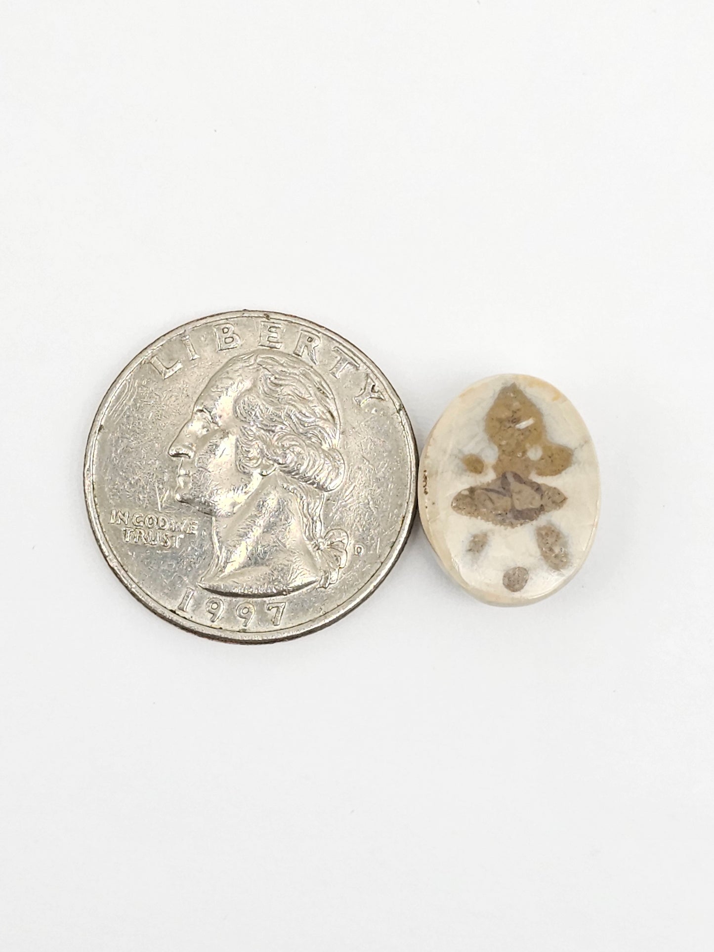 Sea Urchin (Sand Dollar) Fossil Cabochon – Mexican Echinoid