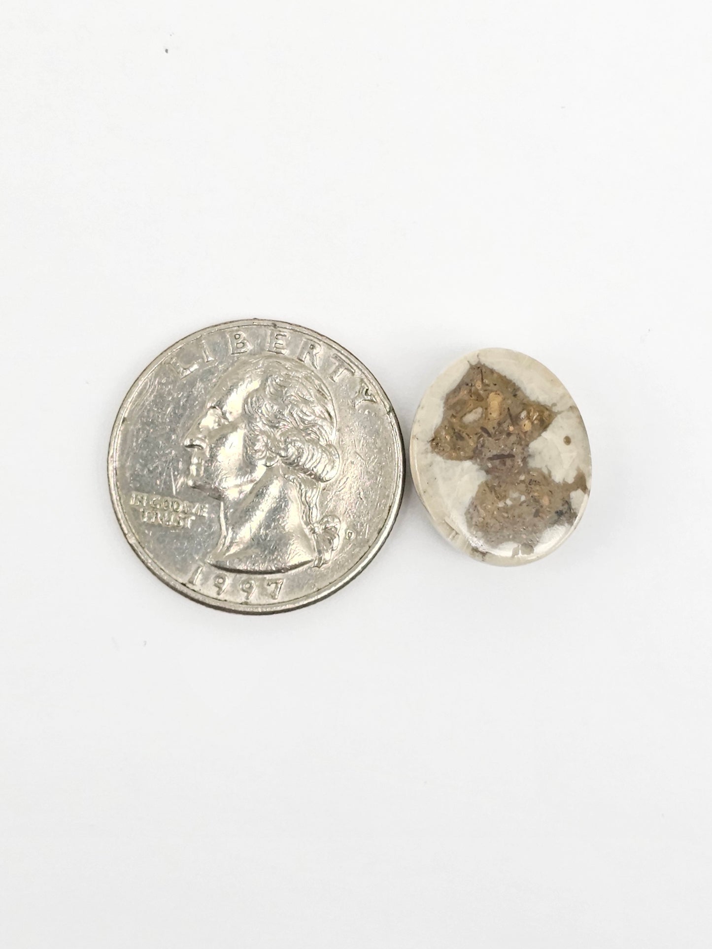 Sea Urchin (Sand Dollar) Fossil Cabochon – Mexican Echinoid