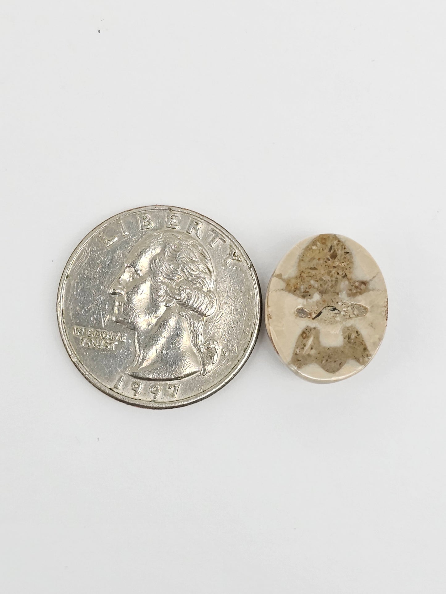 Sea Urchin (Sand Dollar) Fossil Cabochon ā Mexican Echinoid