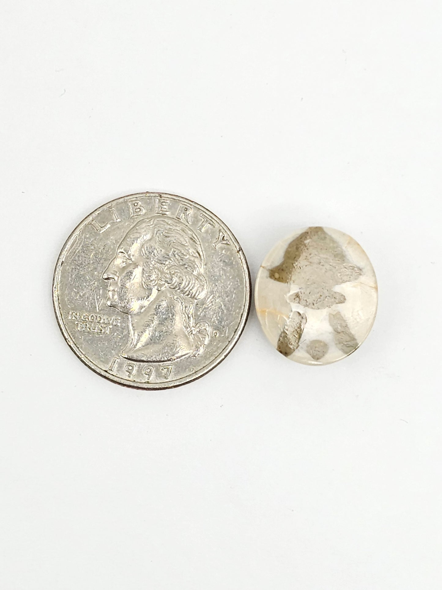 Sea Urchin (Sand Dollar) Fossil Cabochon – Mexican Echinoid