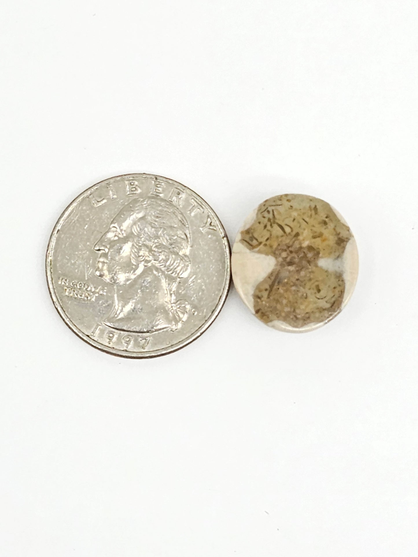 Sea Urchin (Sand Dollar) Fossil Cabochon – Mexican Echinoid