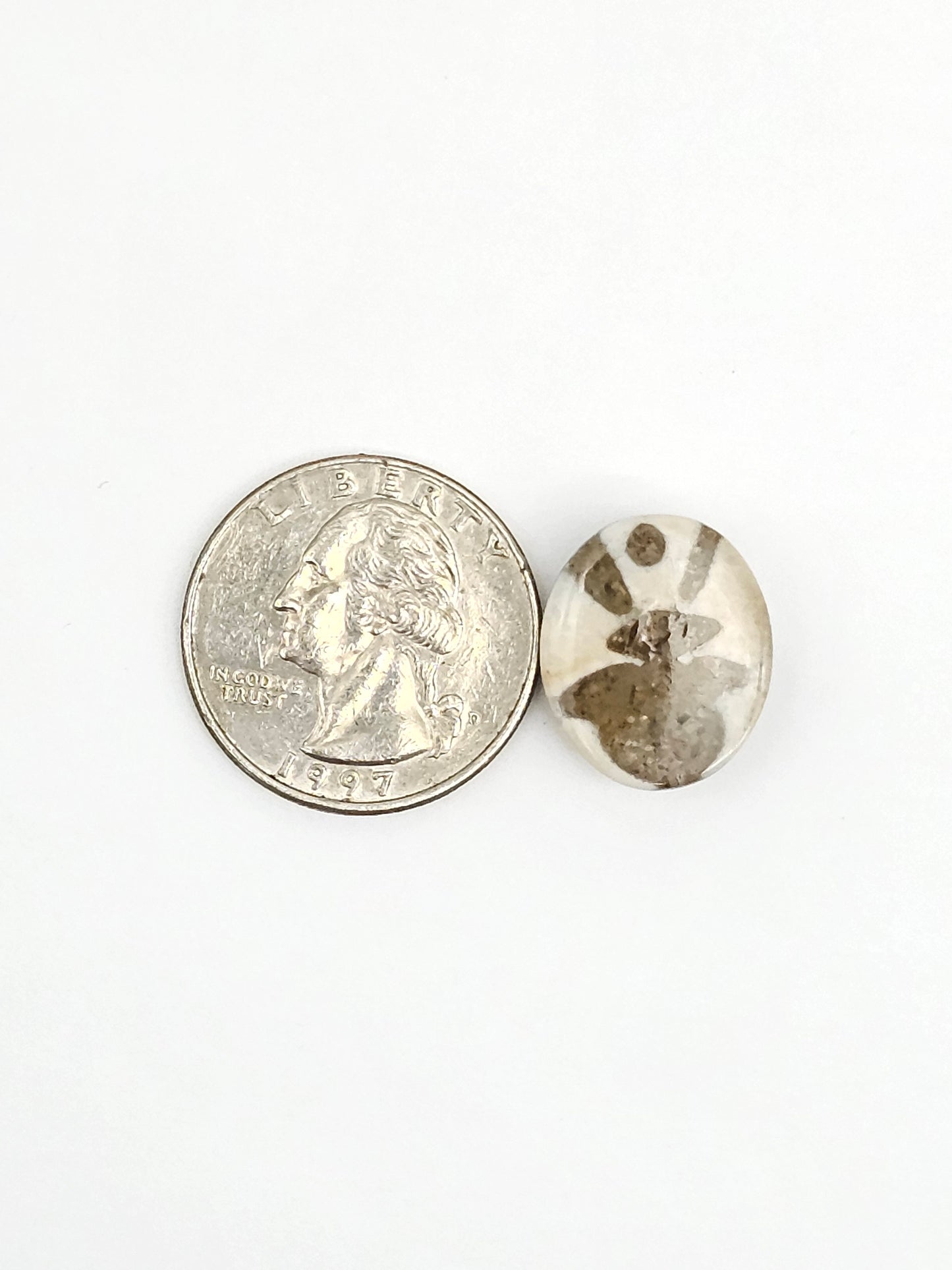 Sea Urchin (Sand Dollar) Fossil Cabochon – Mexican Echinoid