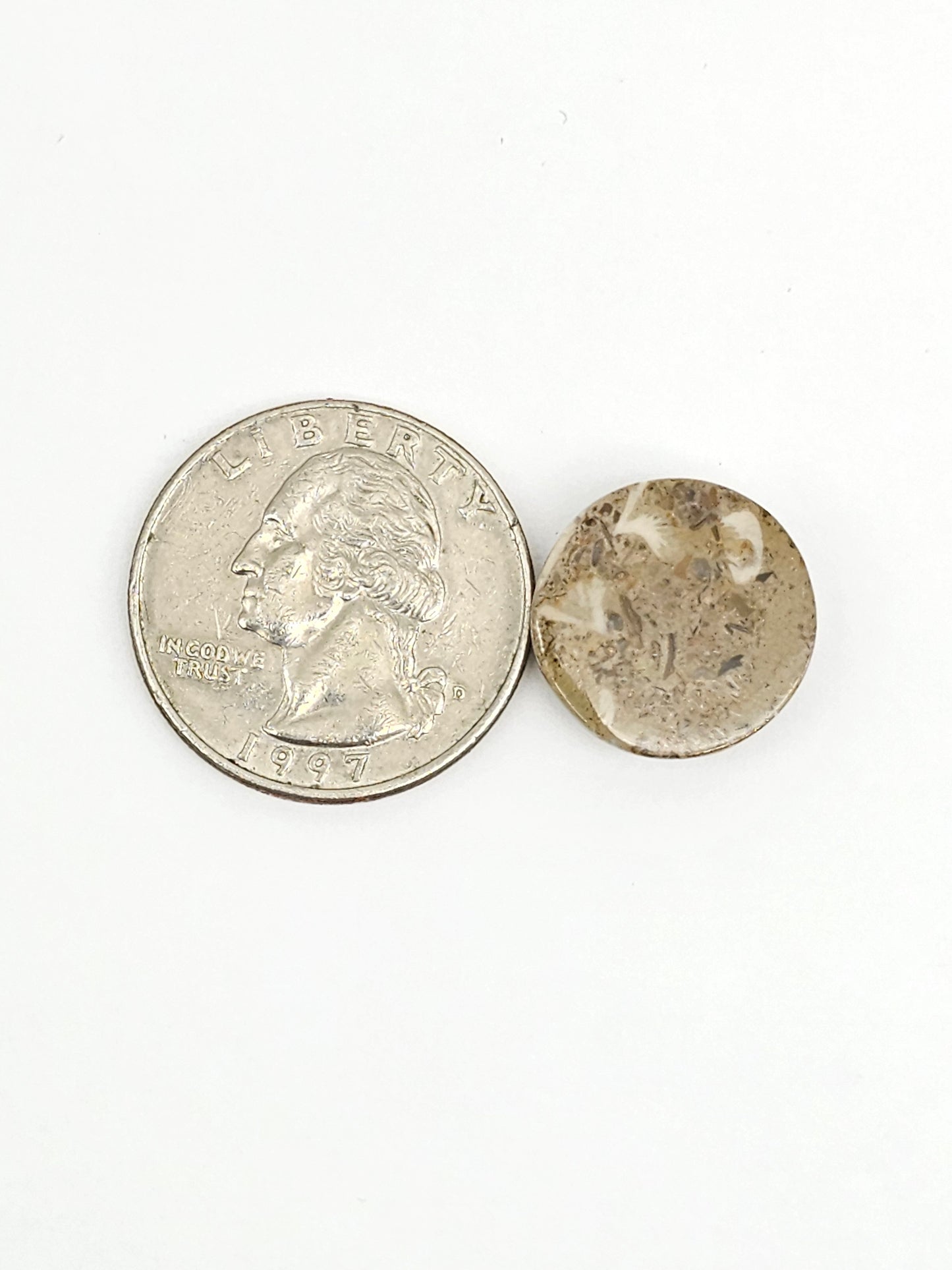 Sea Urchin (Sand Dollar) Fossil Cabochon – Mexican Echinoid