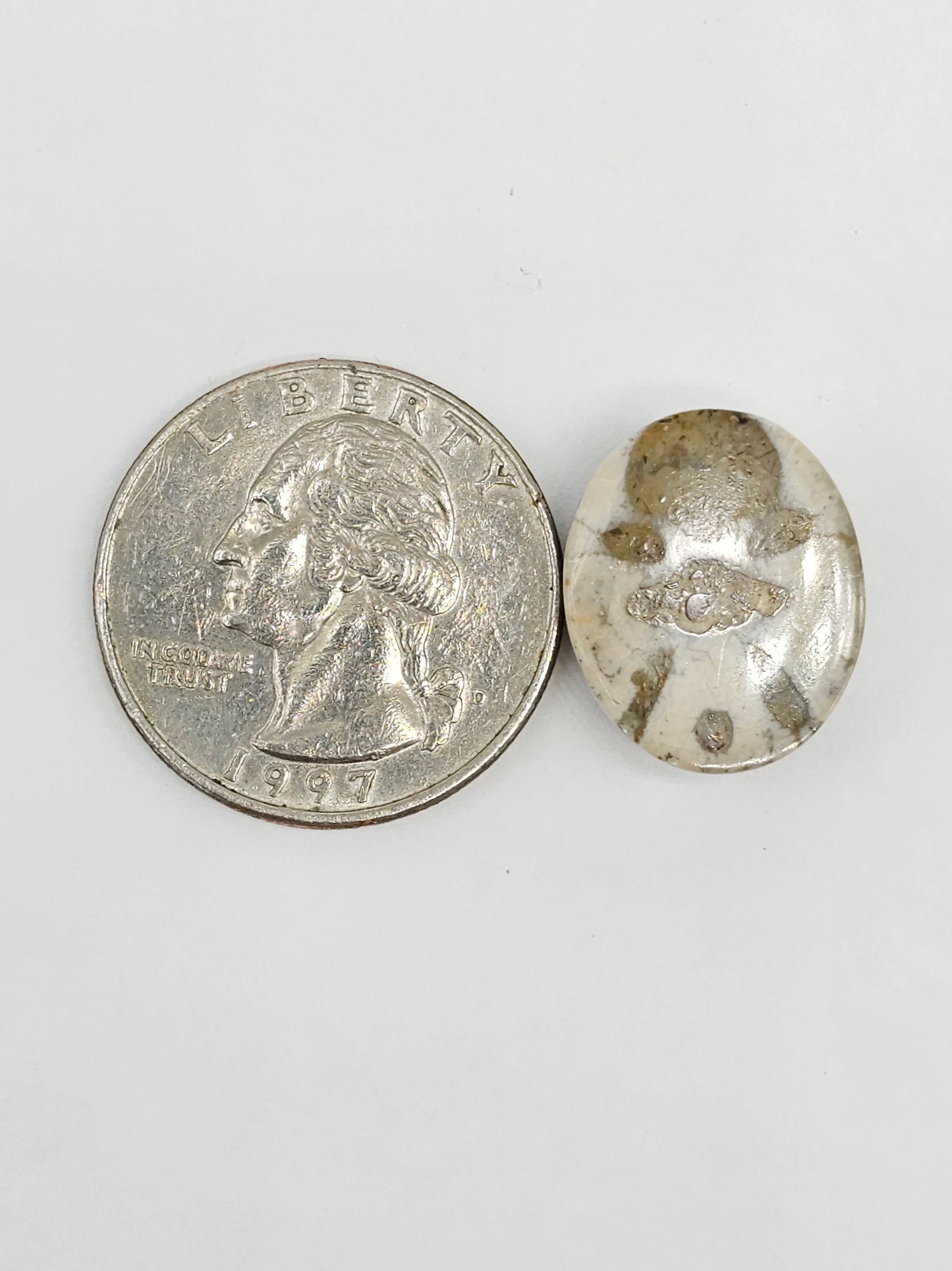 Sand Dollar Fossil - Medium