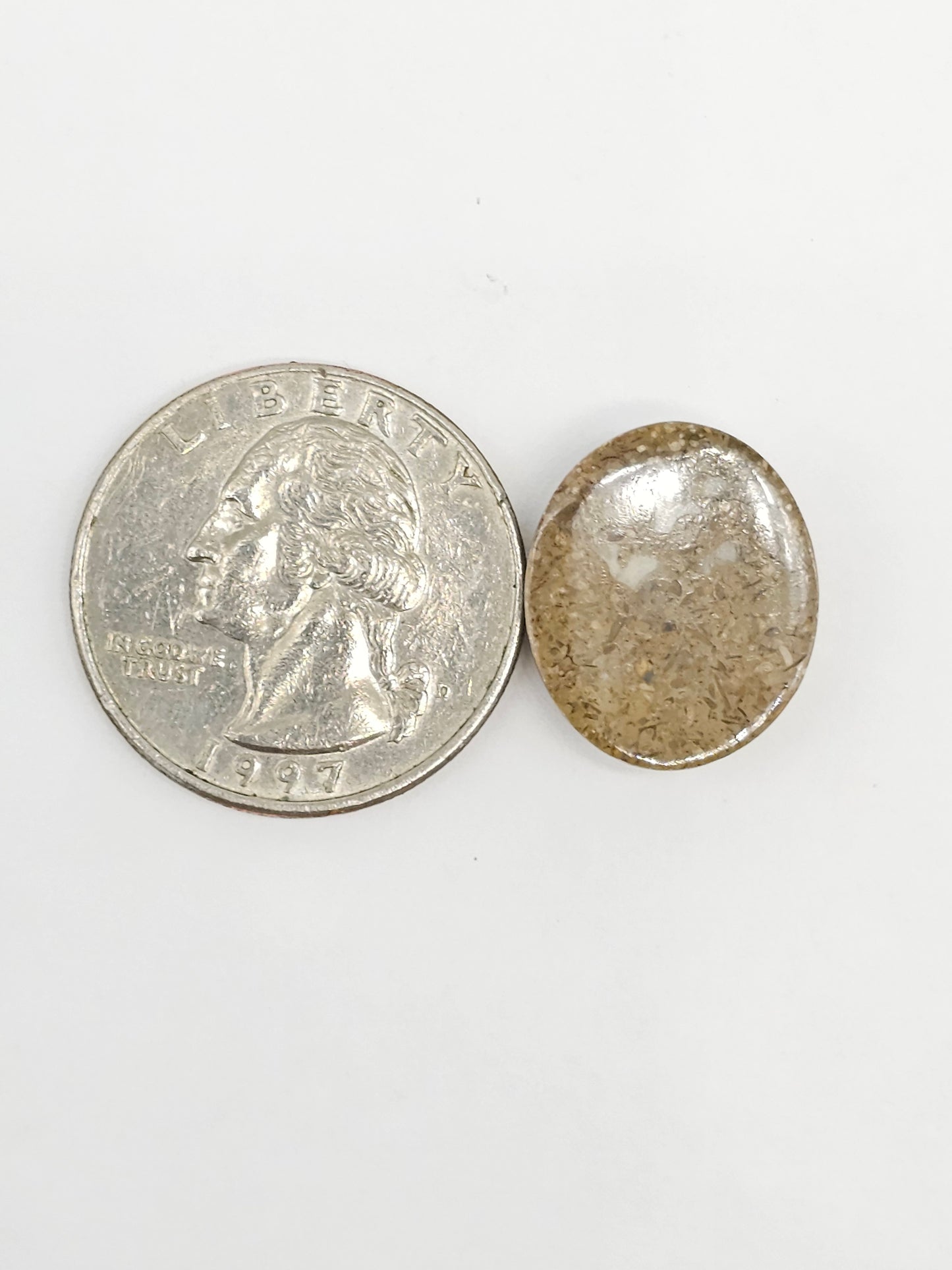 Sand Dollar Fossil - Medium
