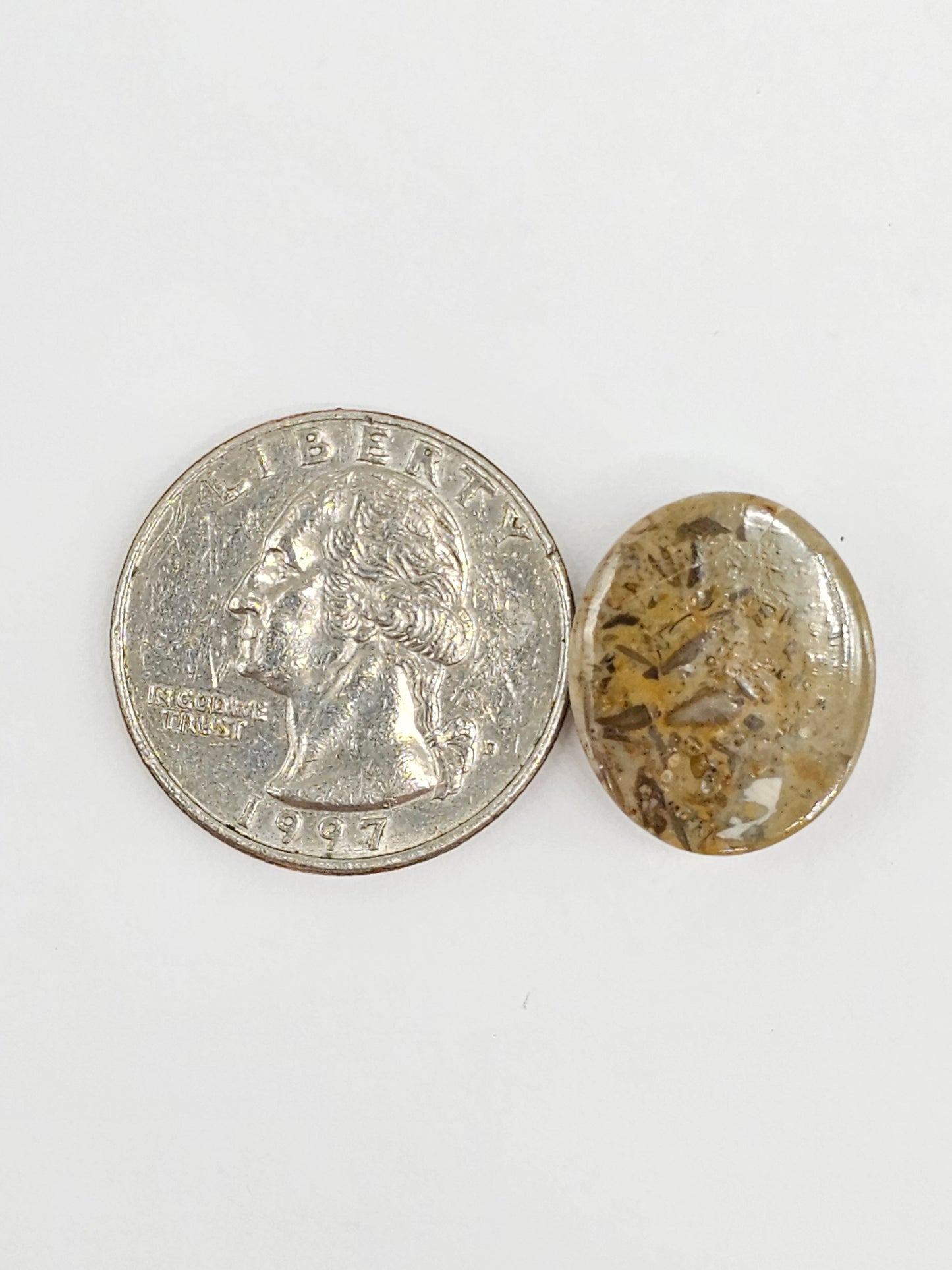 Sand Dollar Fossil - Medium