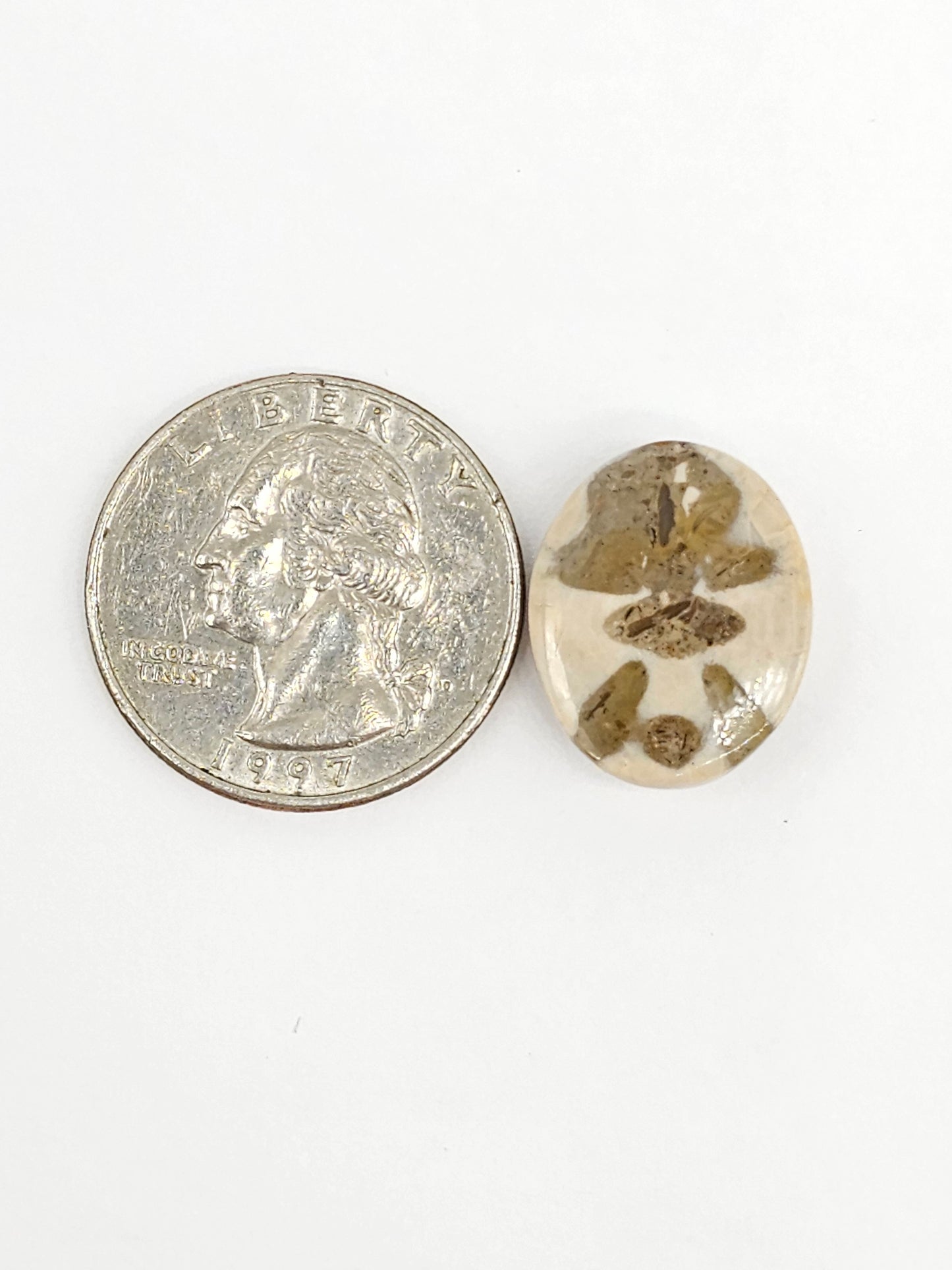 Sand Dollar Fossil - Medium