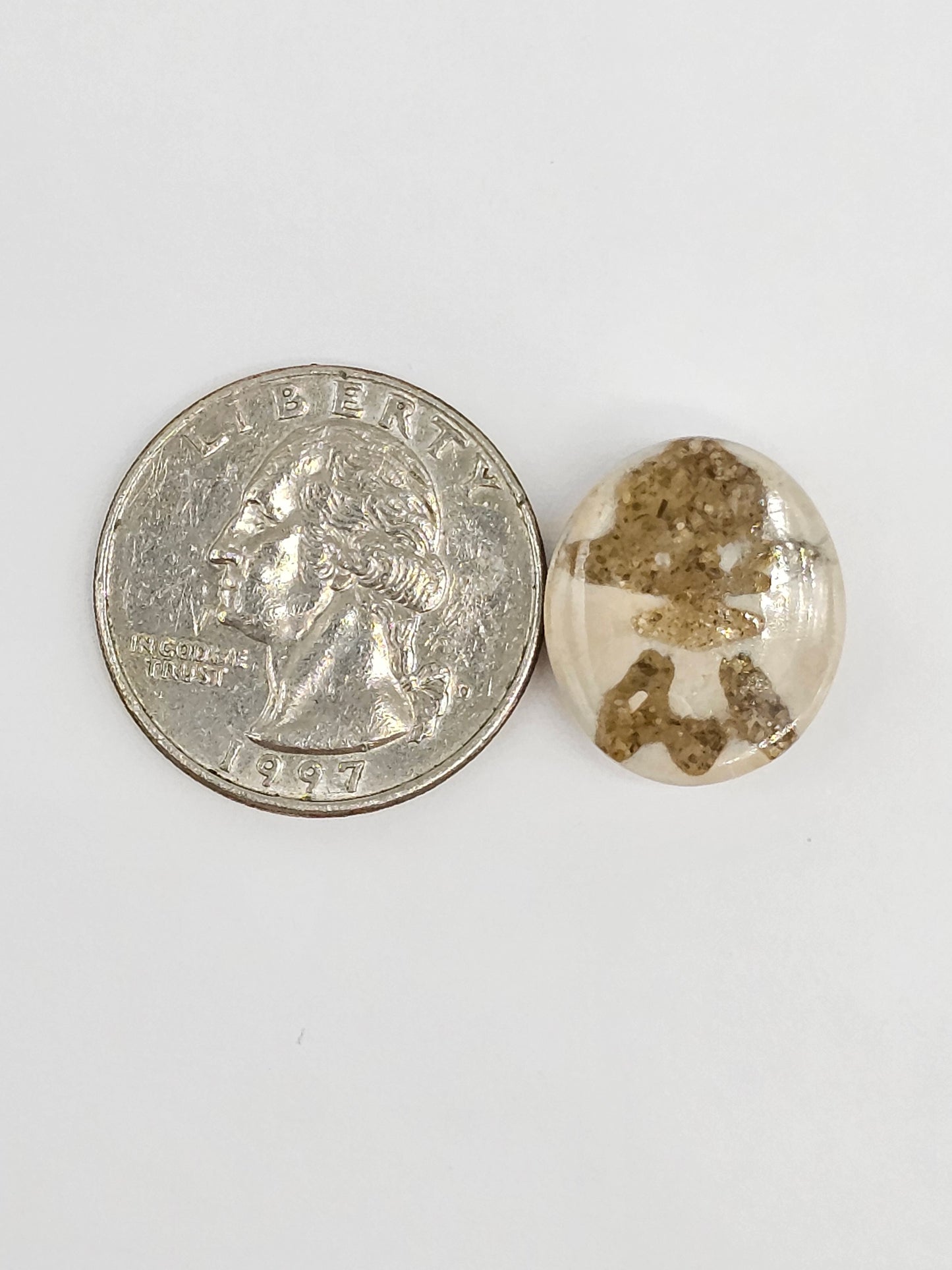 Sand Dollar Fossil - Medium
