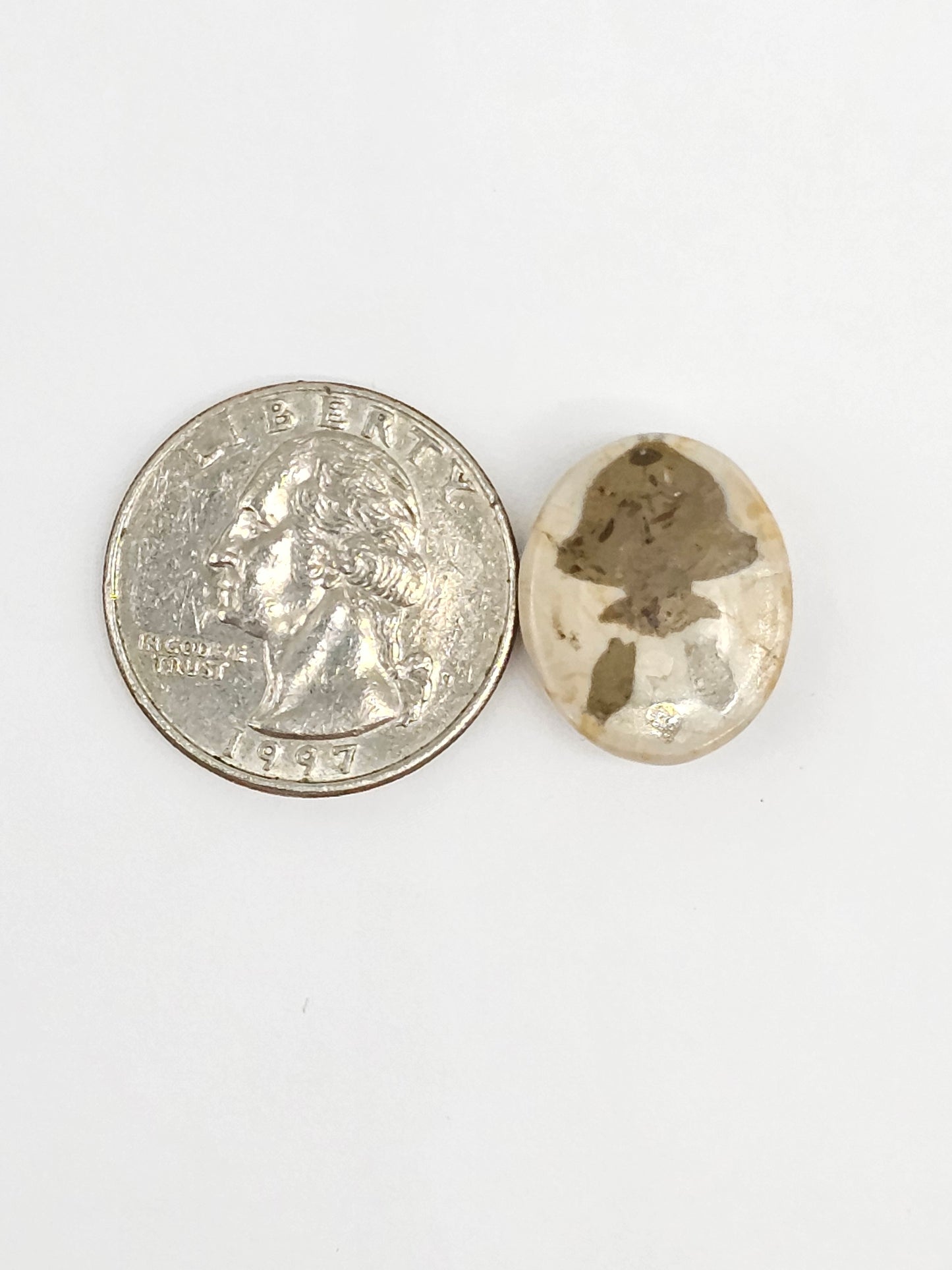 Sand Dollar Fossil - Medium
