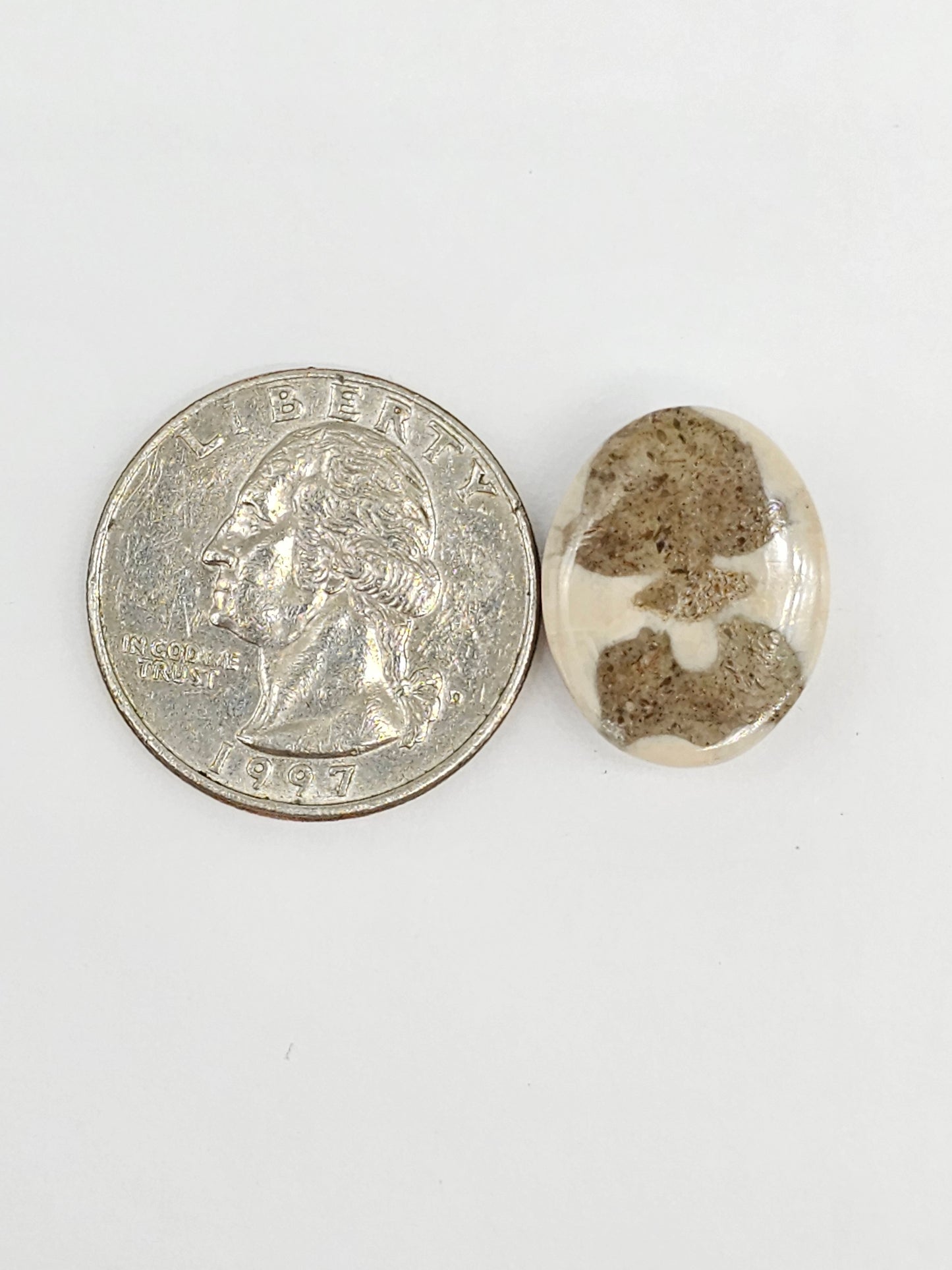 Sand Dollar Fossil - Medium