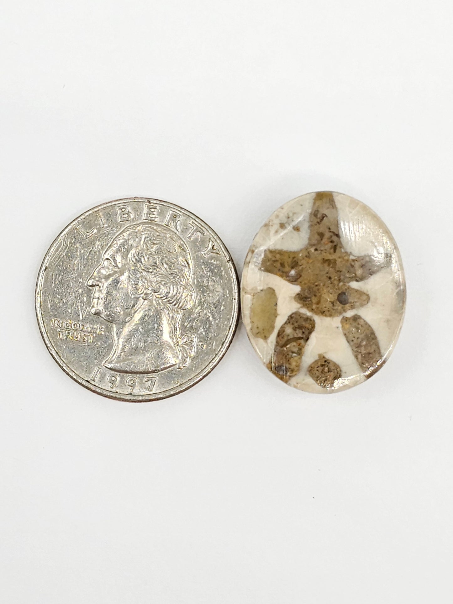Sand Dollar Fossil - Large