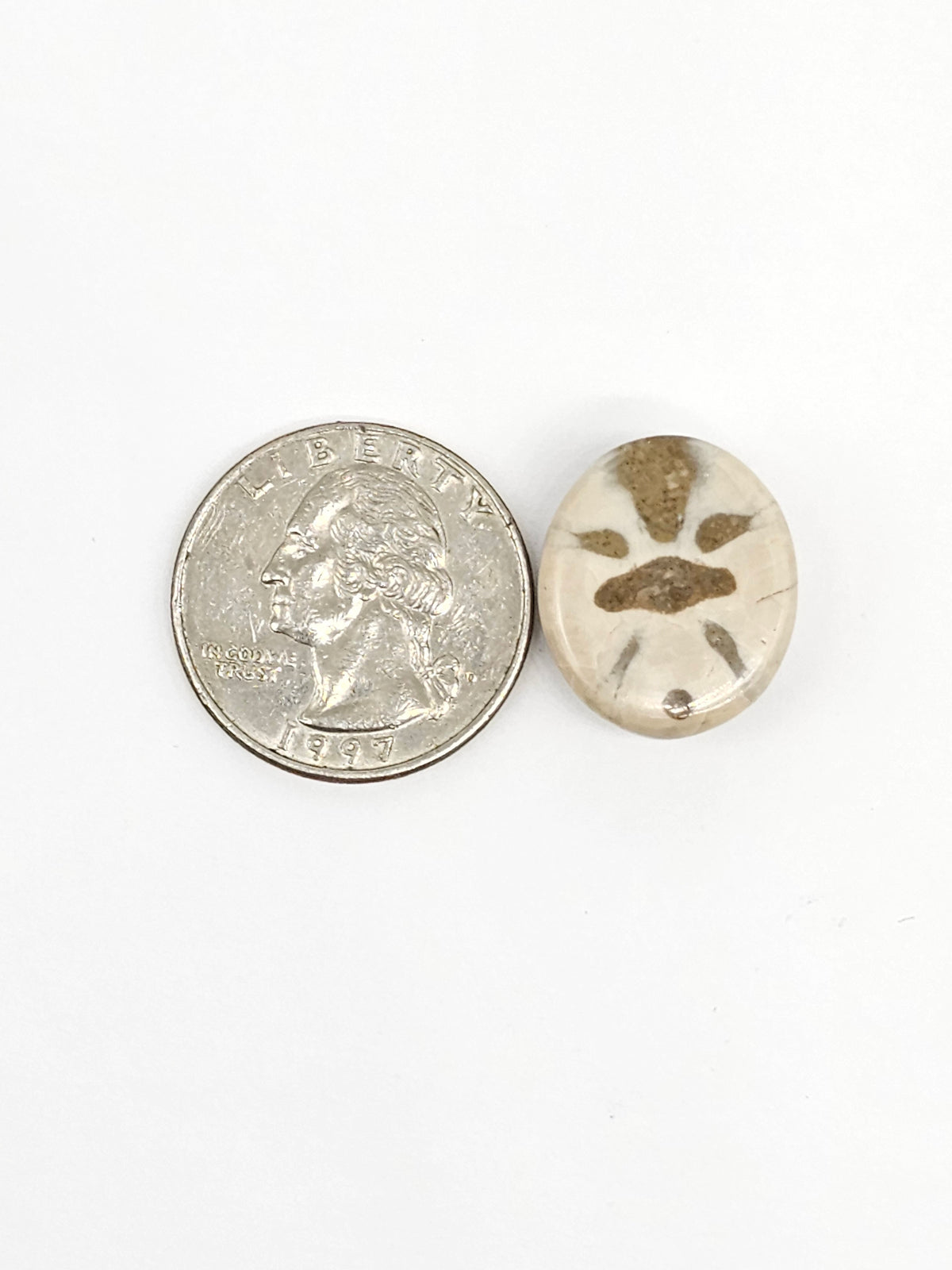Sand Dollar Fossil - Medium