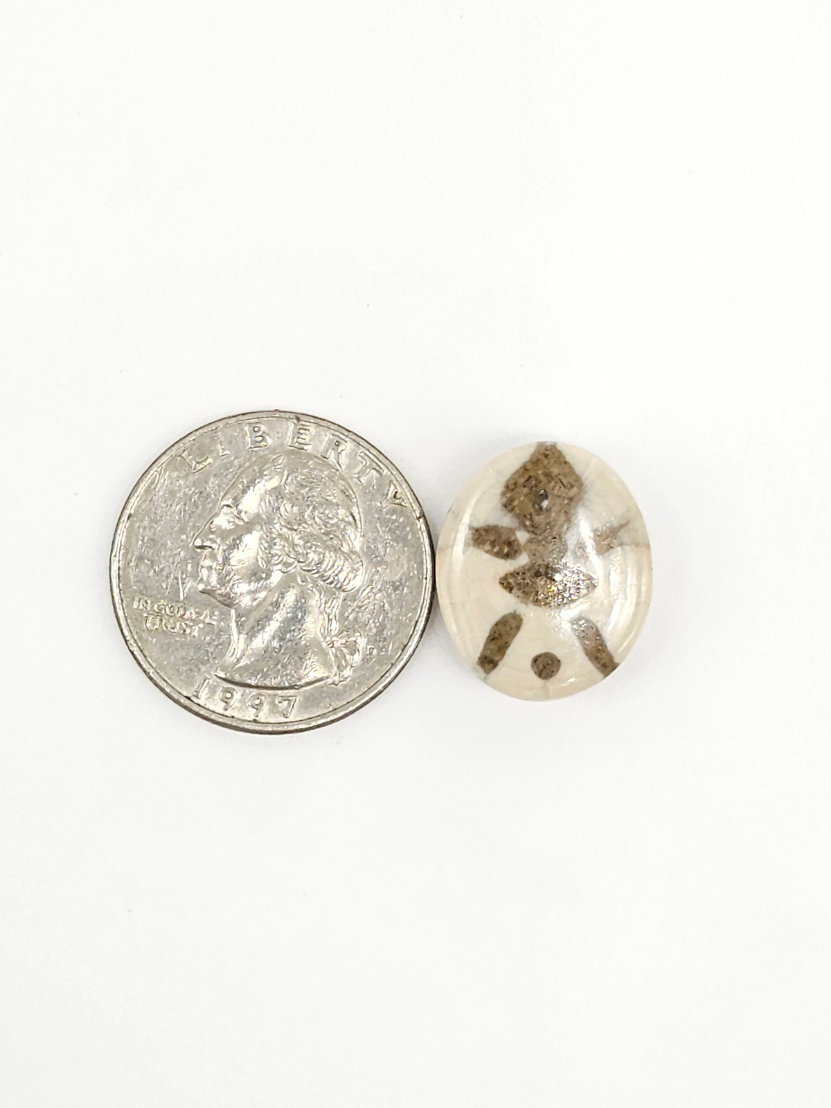 Sand Dollar Fossil - Medium