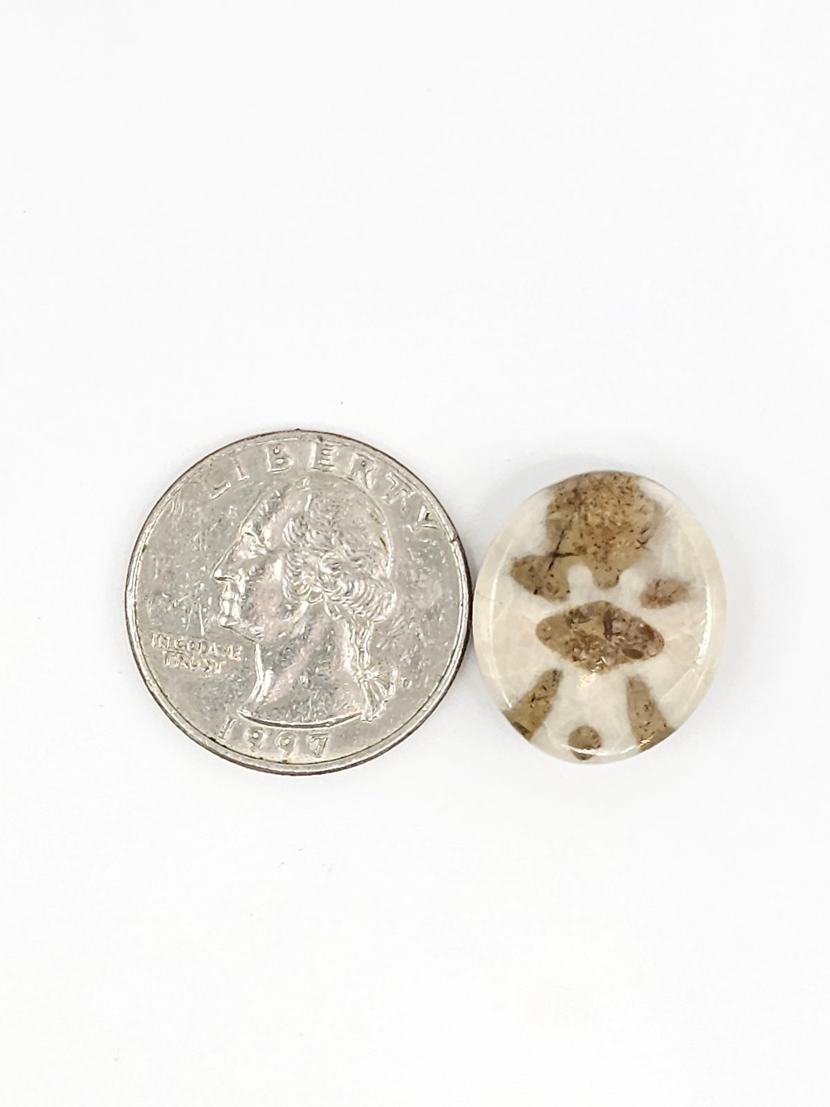 Sand Dollar Fossil - Medium