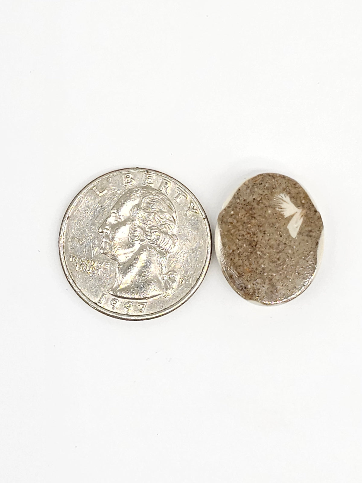 Sand Dollar Fossil - Medium