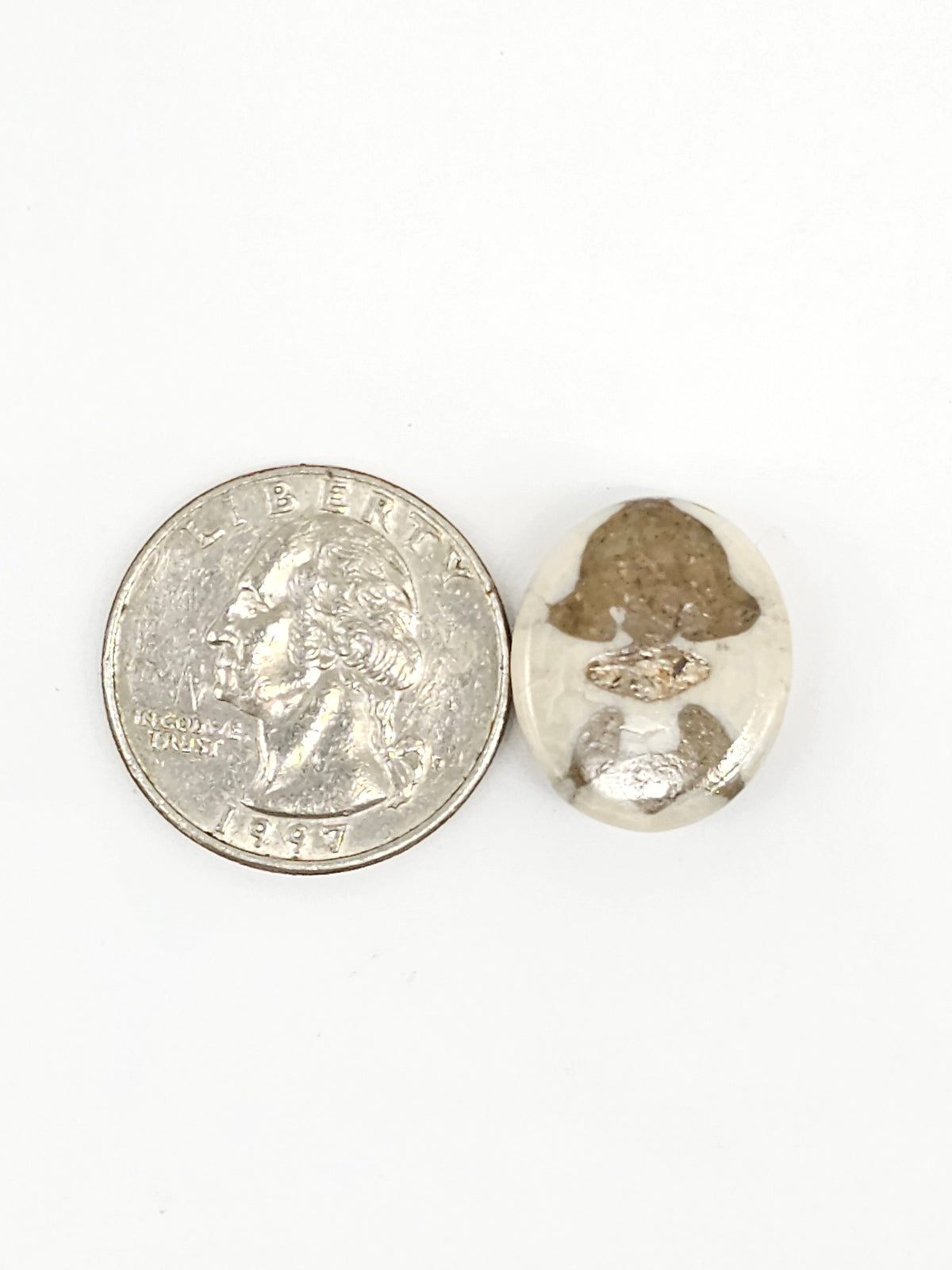 Sand Dollar Fossil - Medium