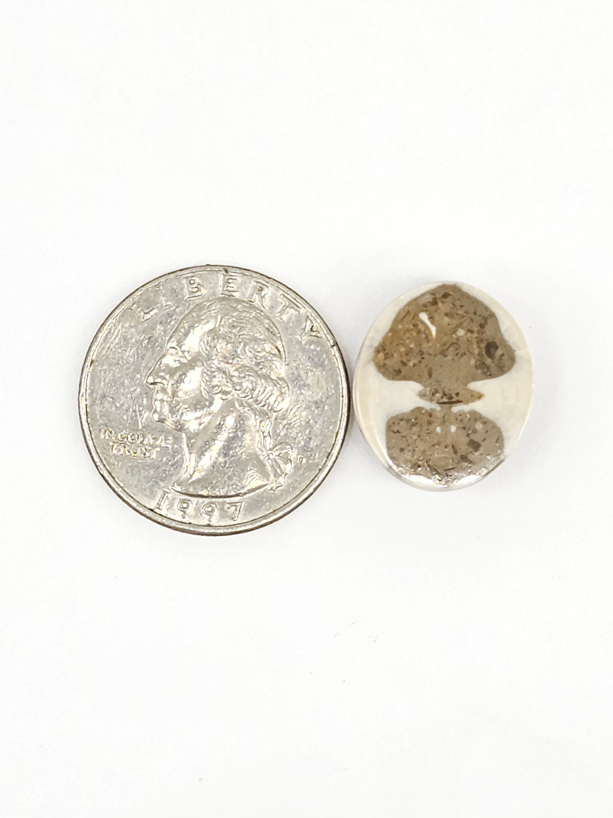 Sand Dollar Fossil - Medium